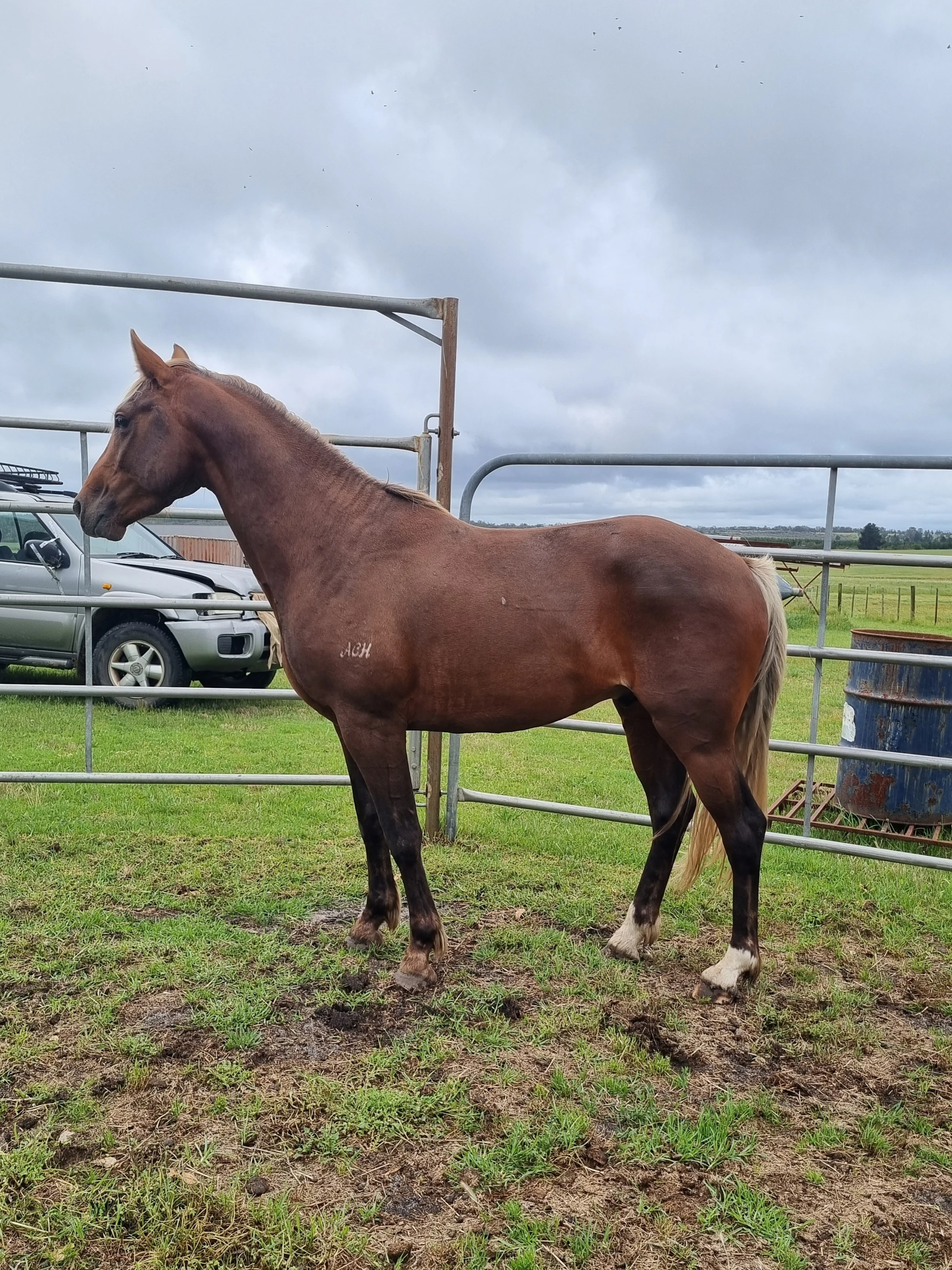 Achillies Charm – Silver Bay Stock Horse and ANQPS