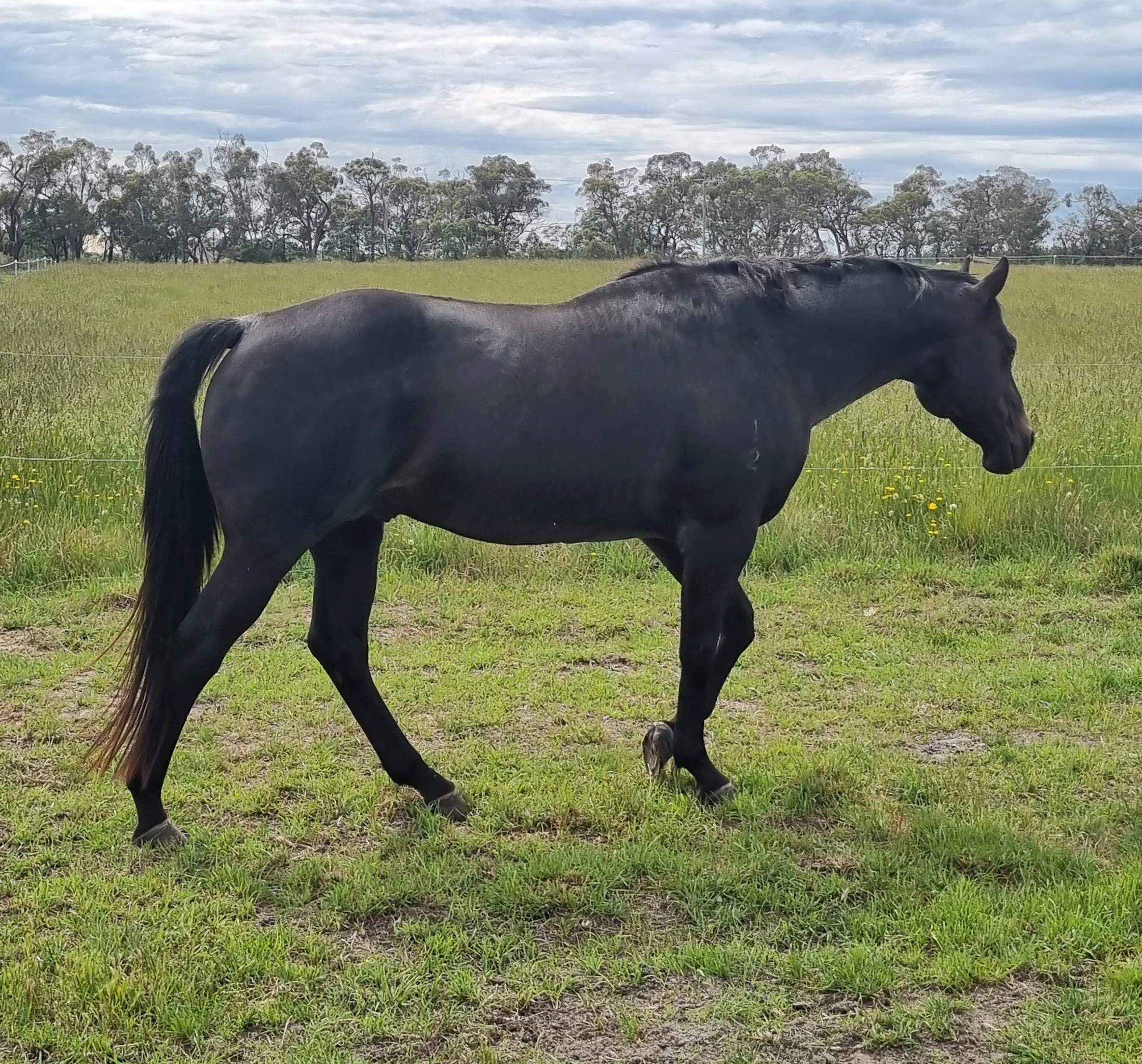 FRM Steel City Kid – Blue Roan AQHA