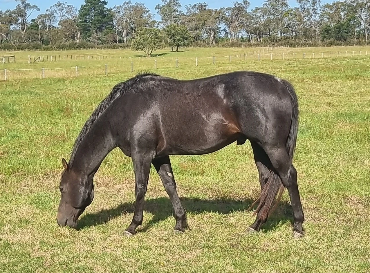 FRM Steel City Kid 1