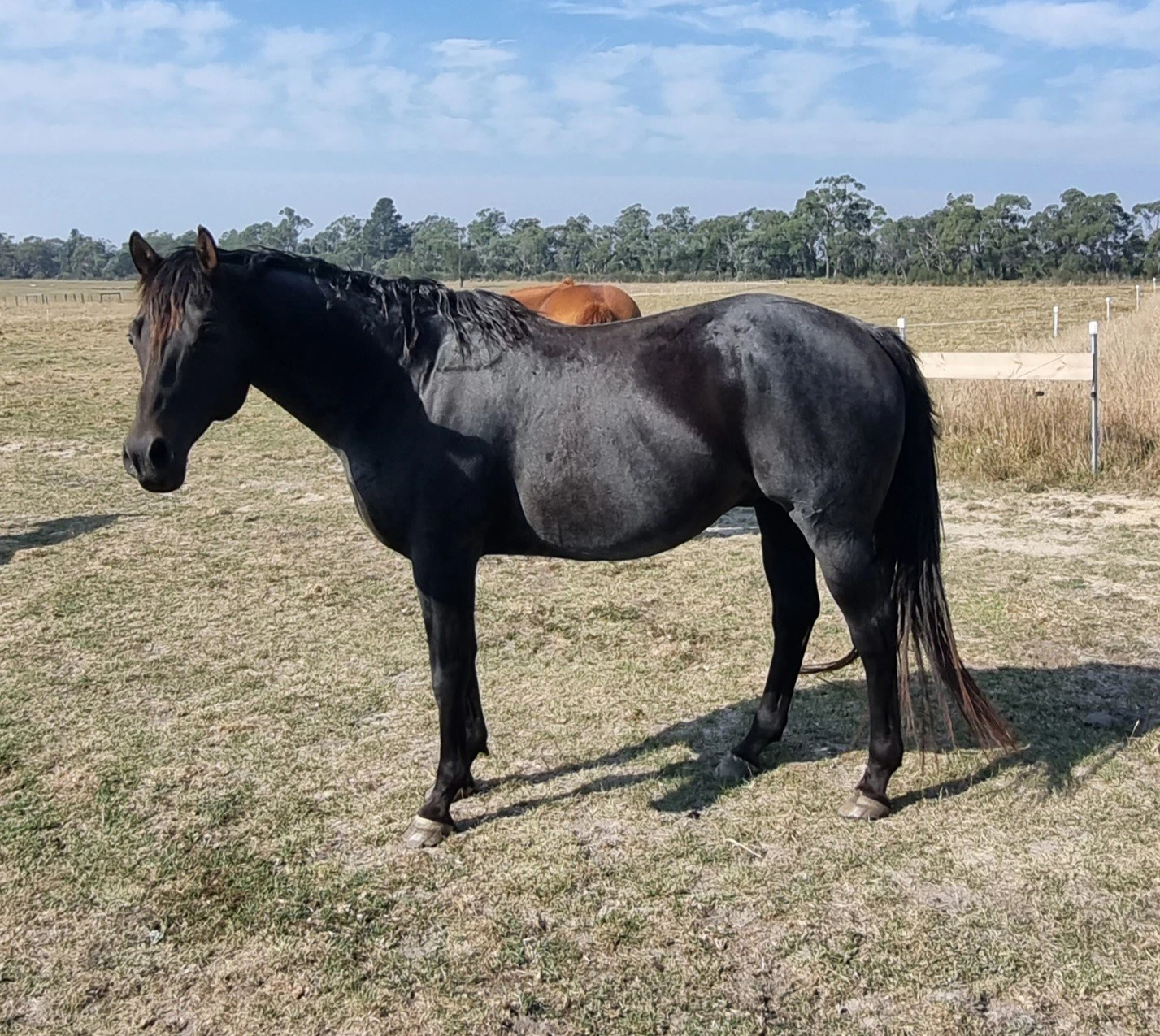 FRM Steel City Kid 3