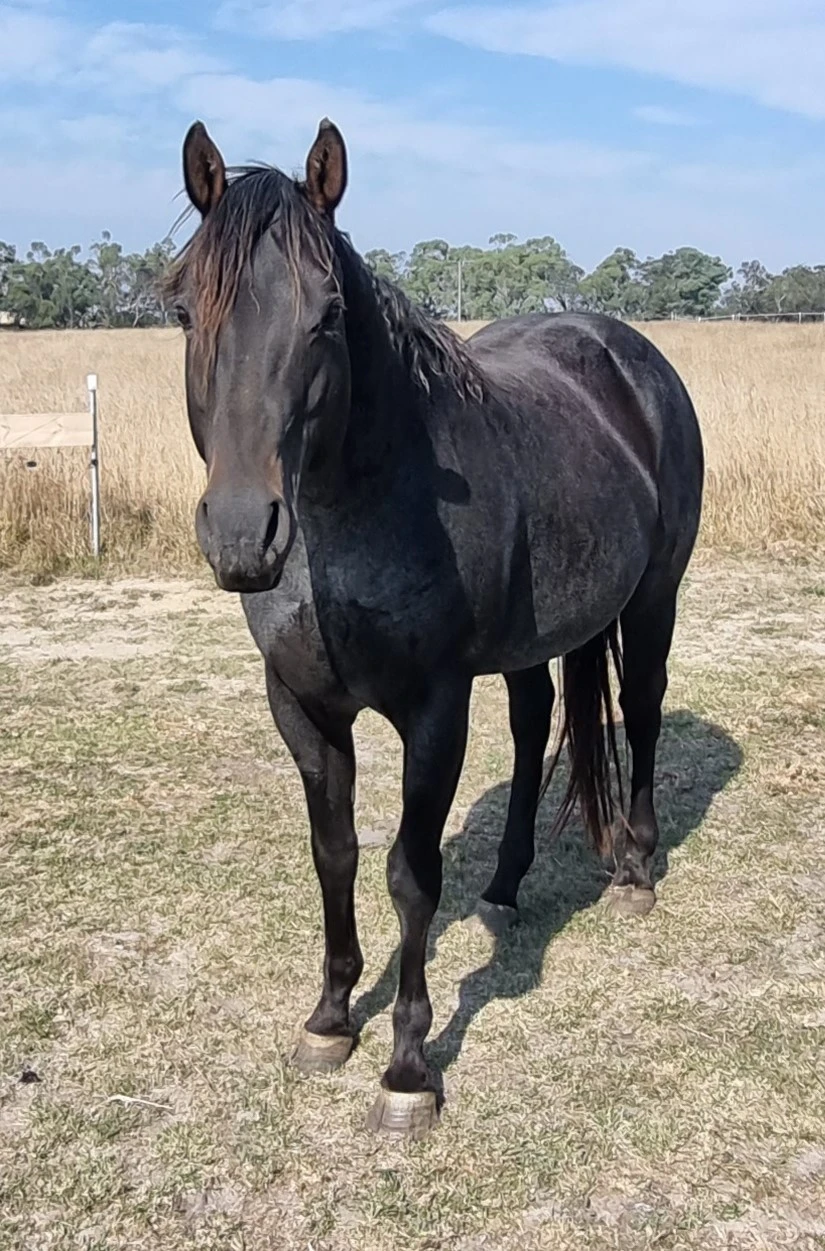 FRM Steel City Kid 4