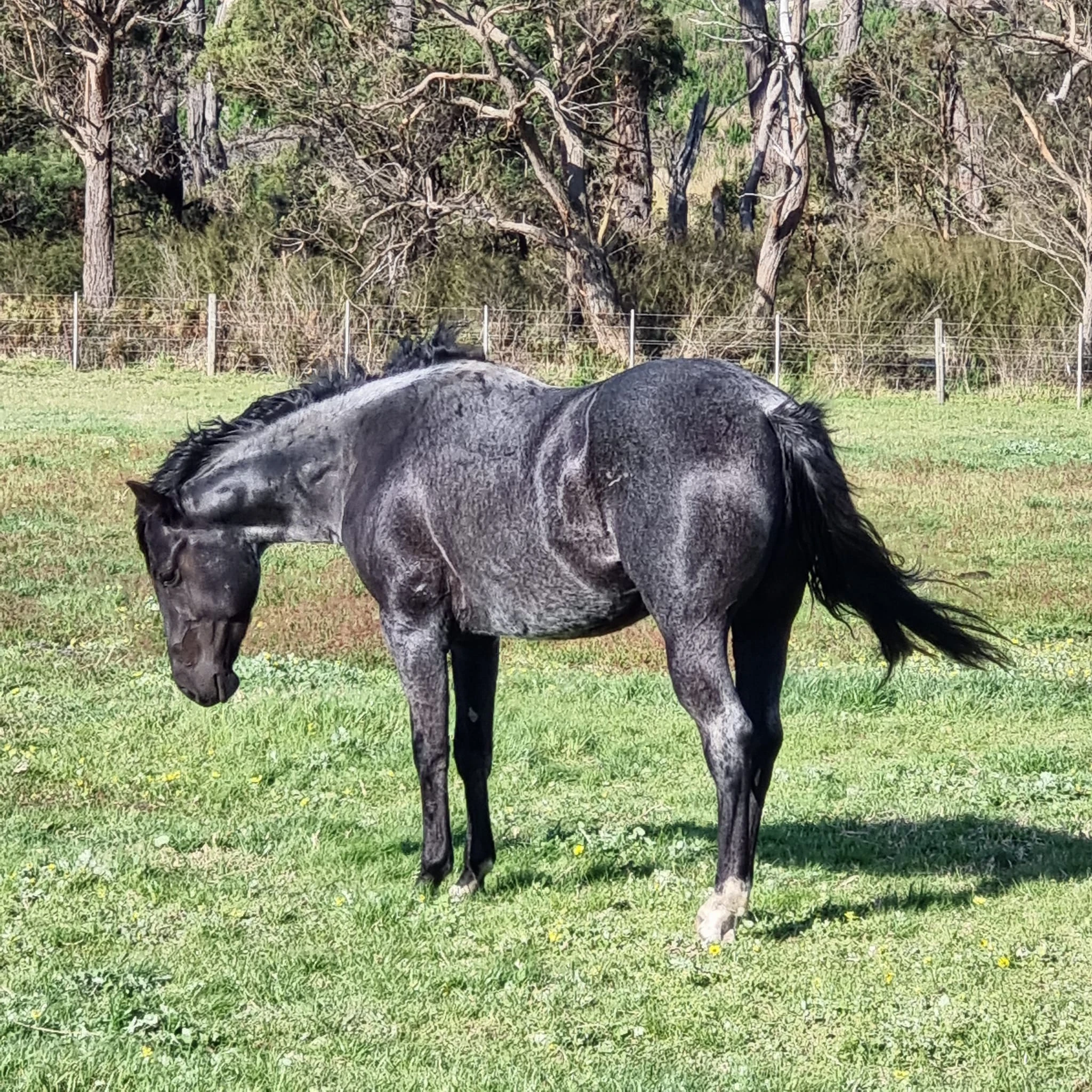 Heidi Rules Texas Holdem 1