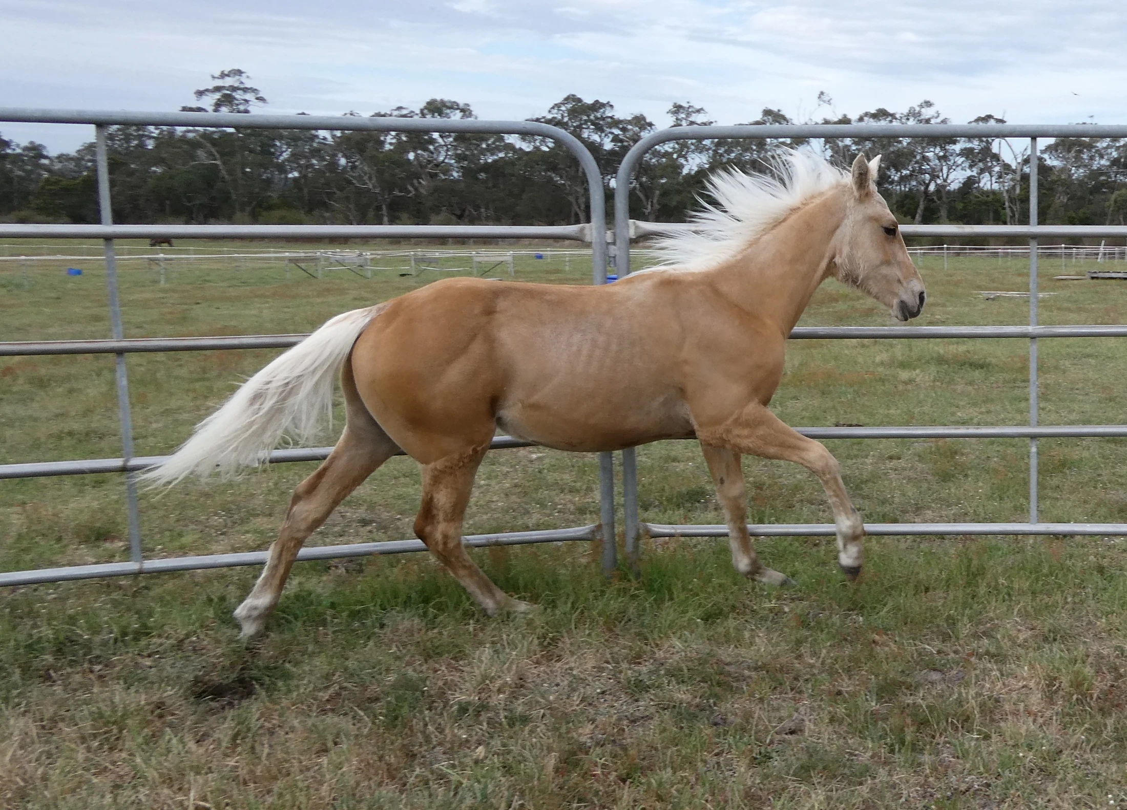 2025 Palomino filly 1