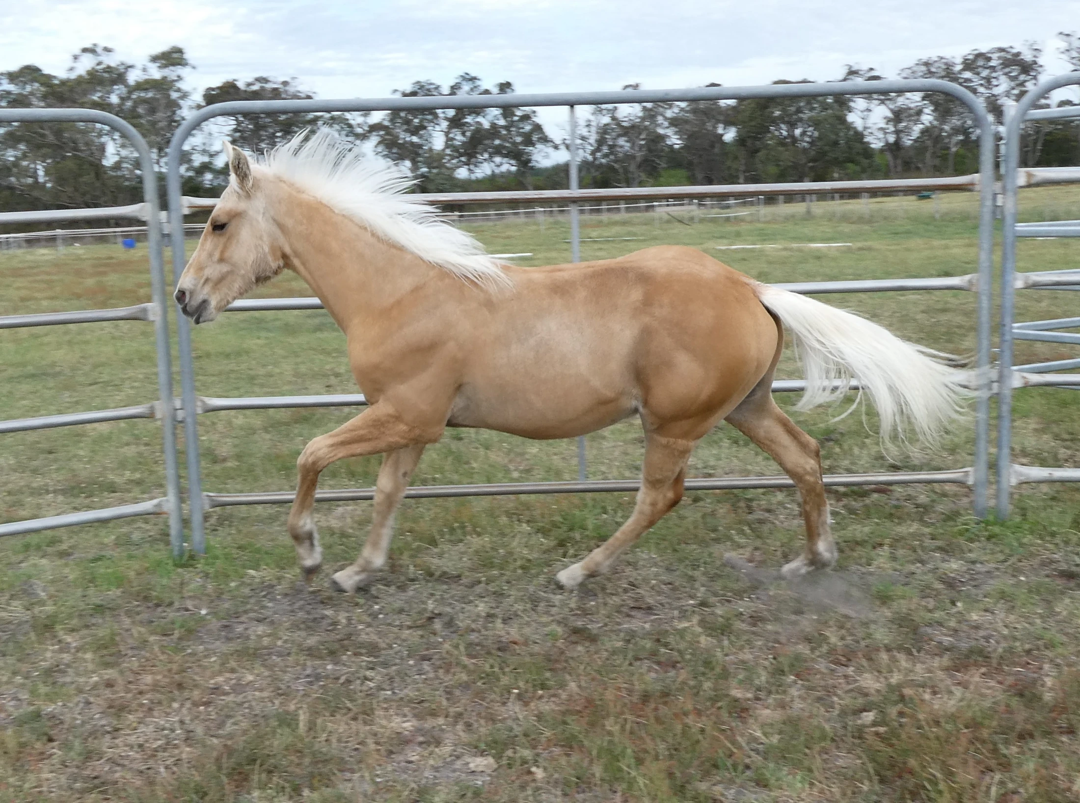 UA Skippin Imperial Velvet 1