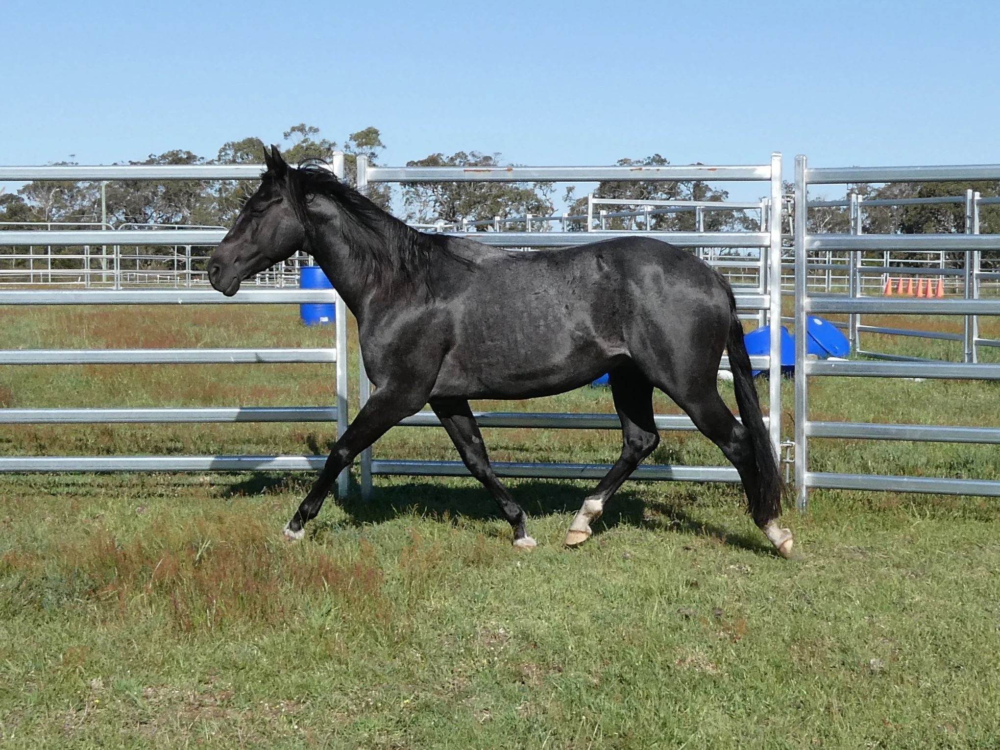 Heidi Rules Texas Holdem 5