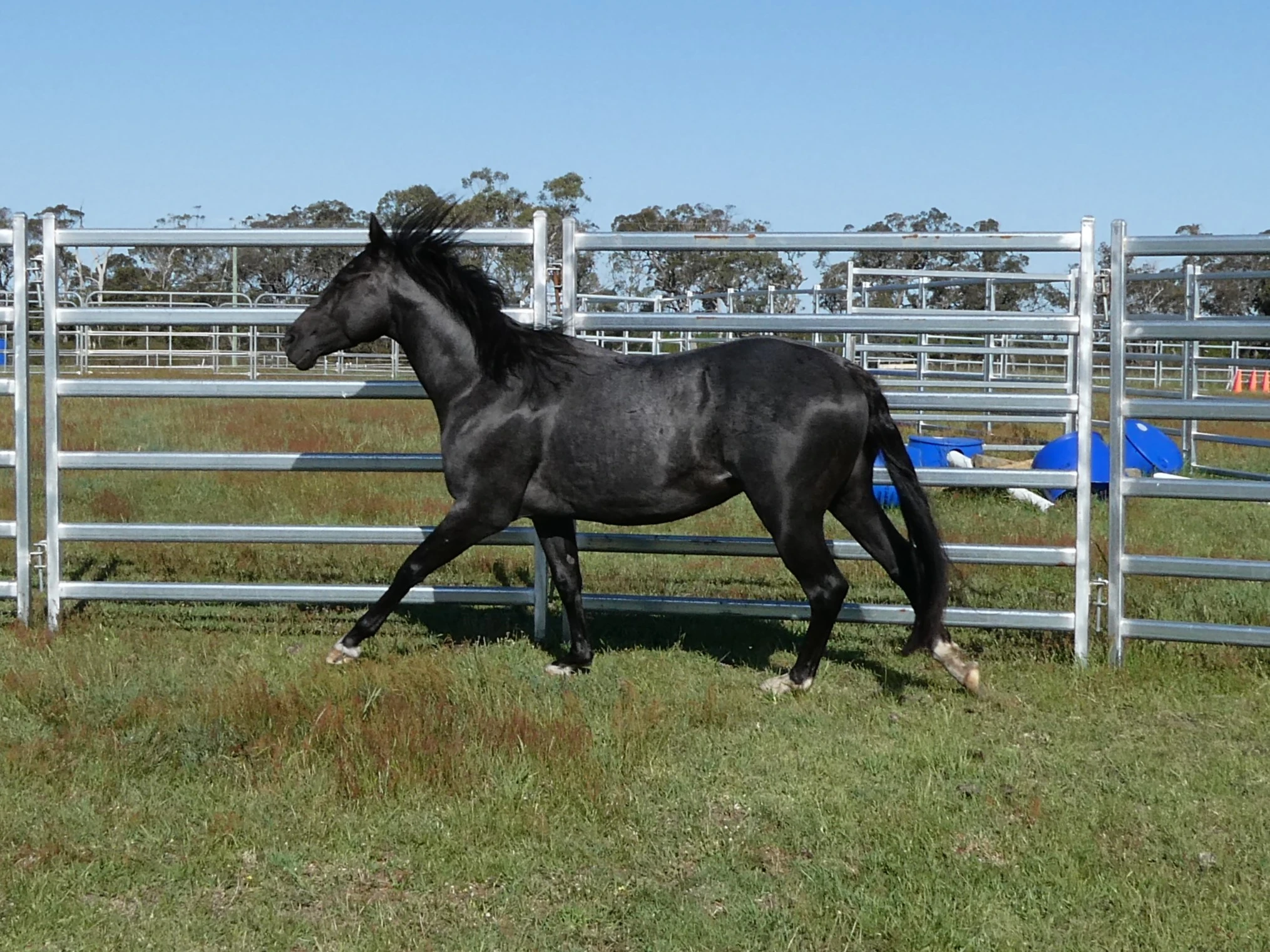 Heidi Rules Texas Holdem 7