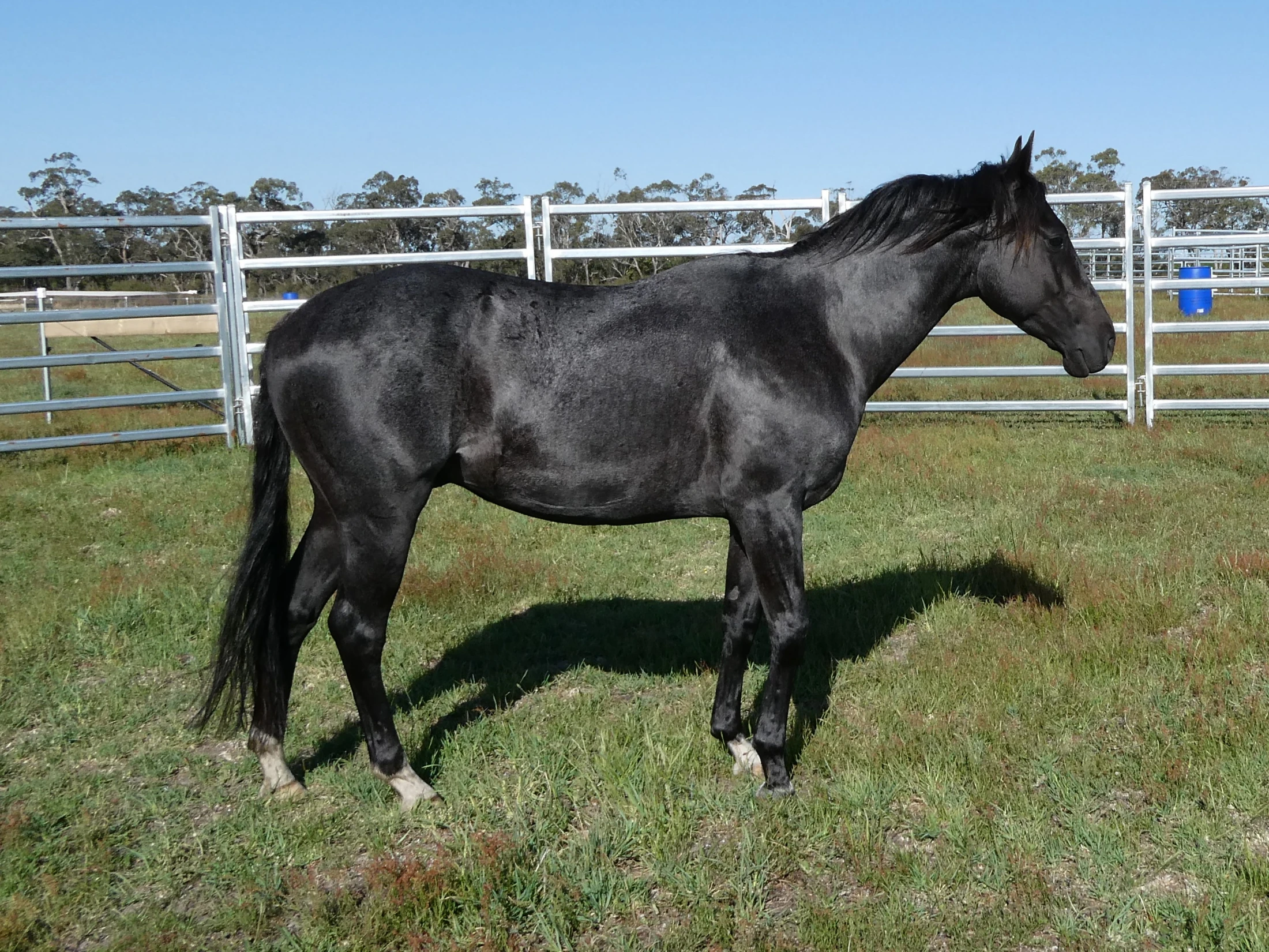 Heidi Rules Texas Holdem 8