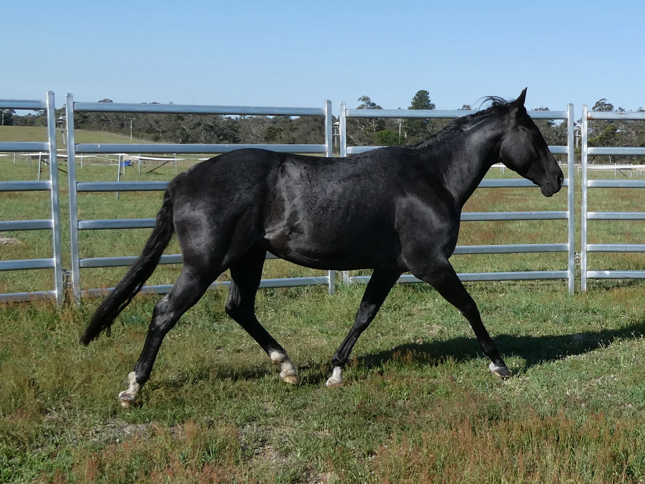 Heidi Rules Texas Holdem 9