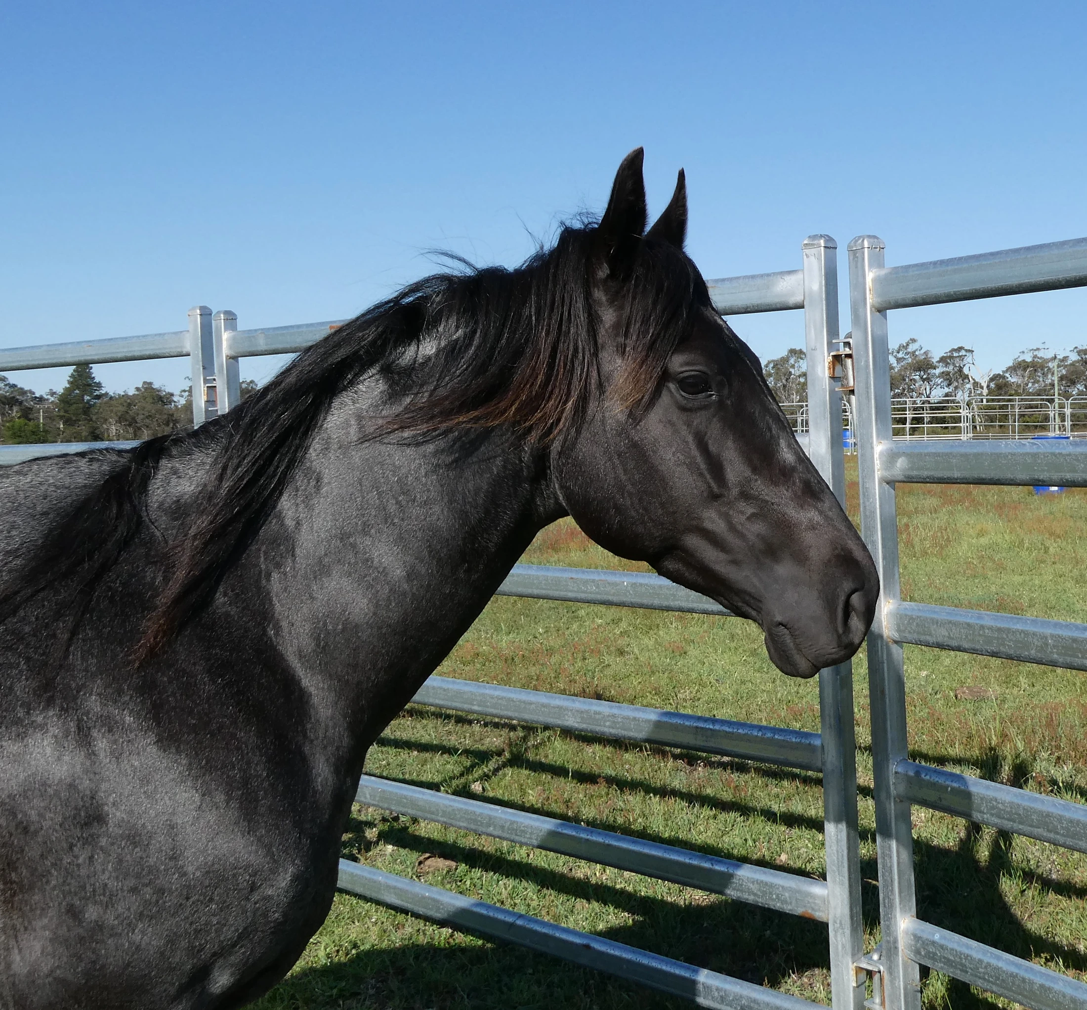 Heidi Rules Texas Holdem 12