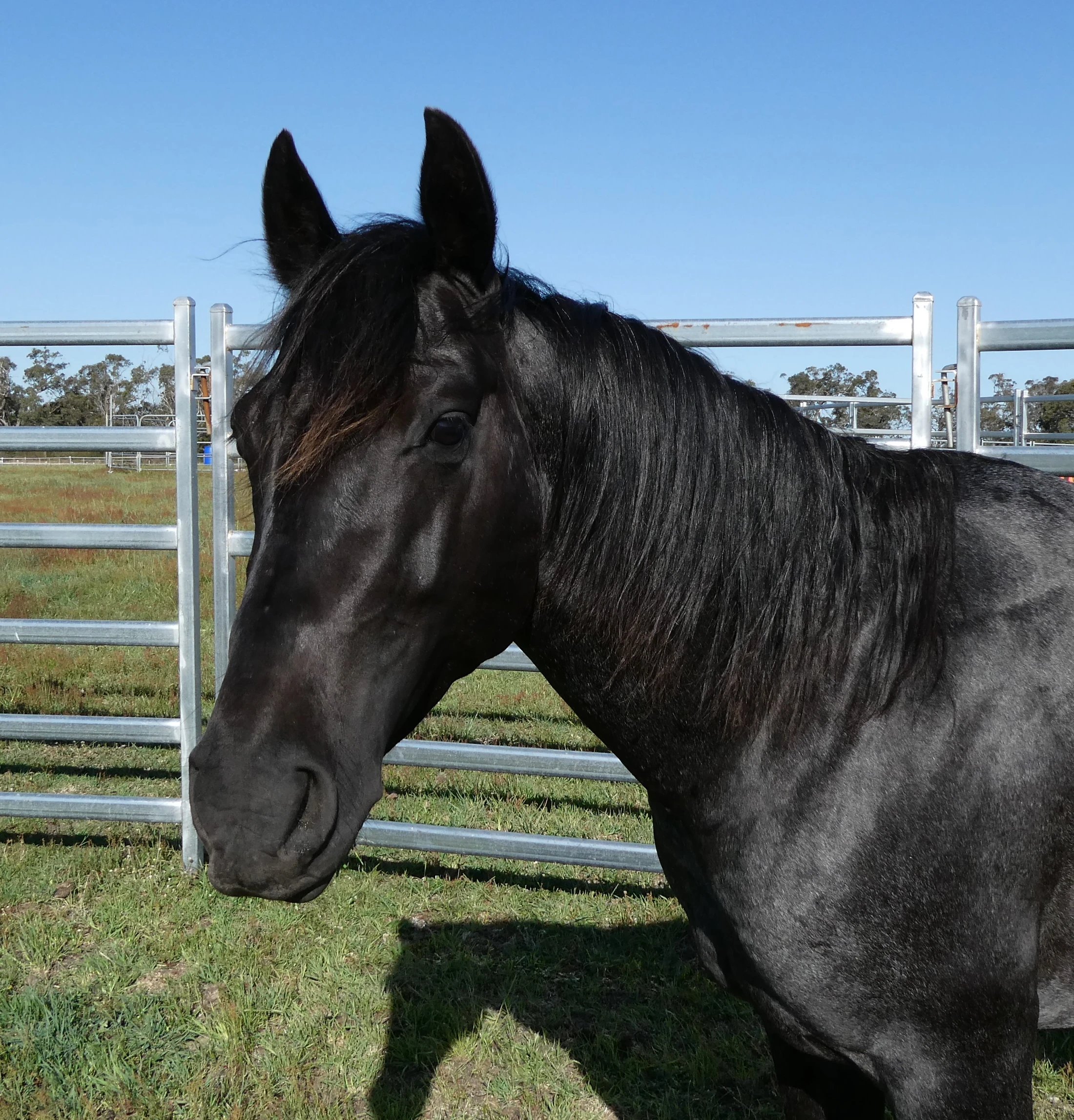 Heidi Rules Texas Holdem 13