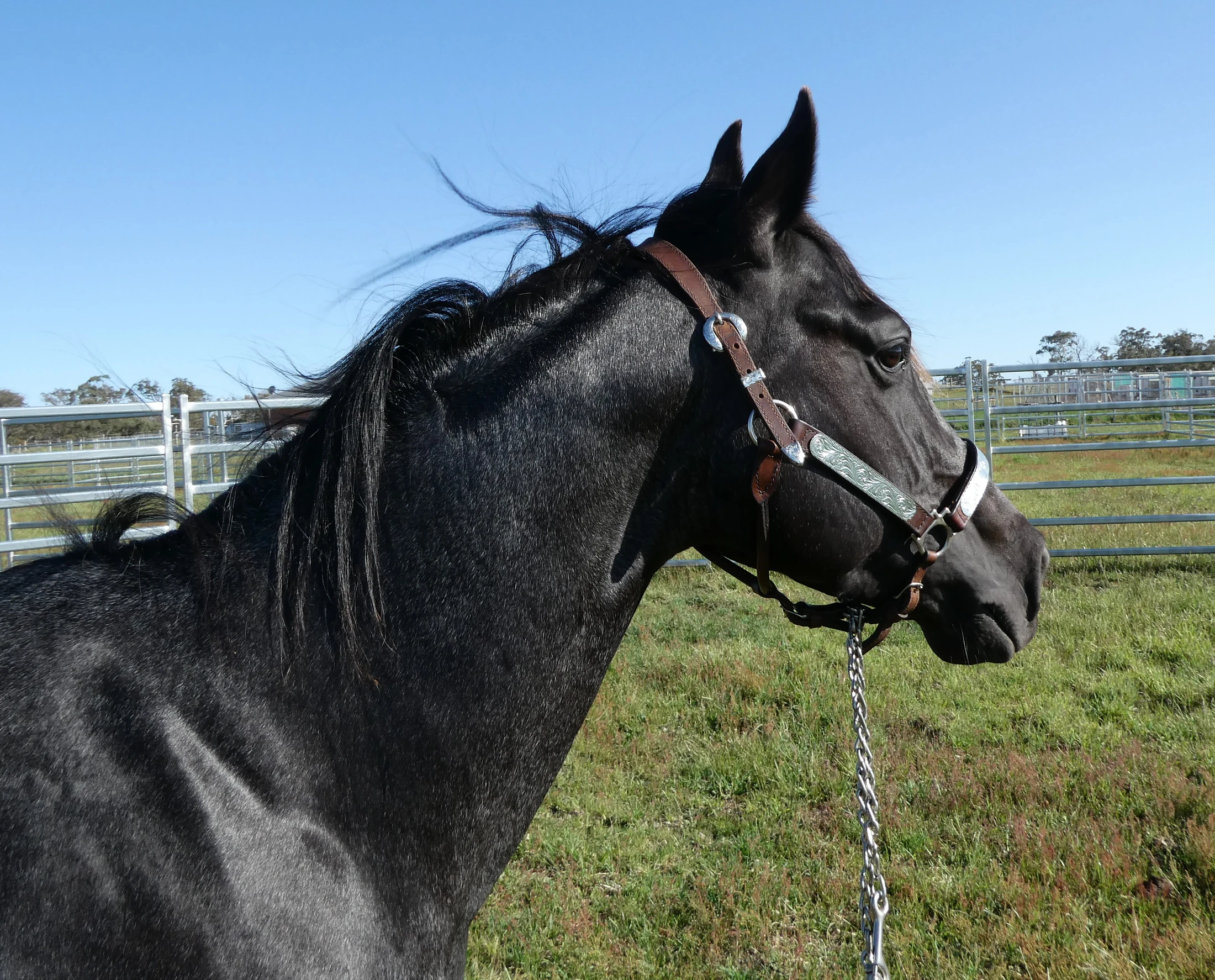 Heidi Rules Texas Holdem 14