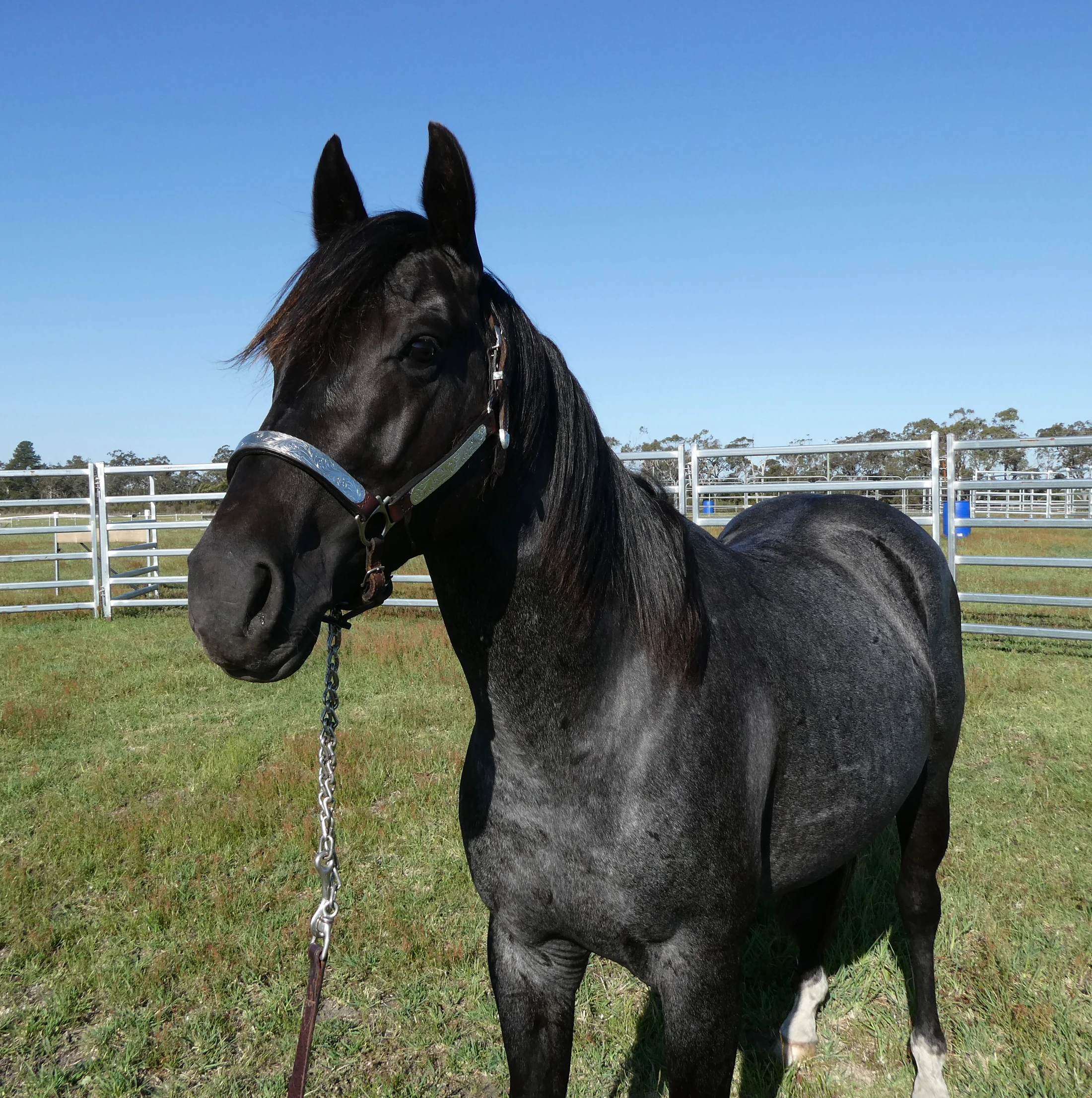 Heidi Rules Texas Holdem 15