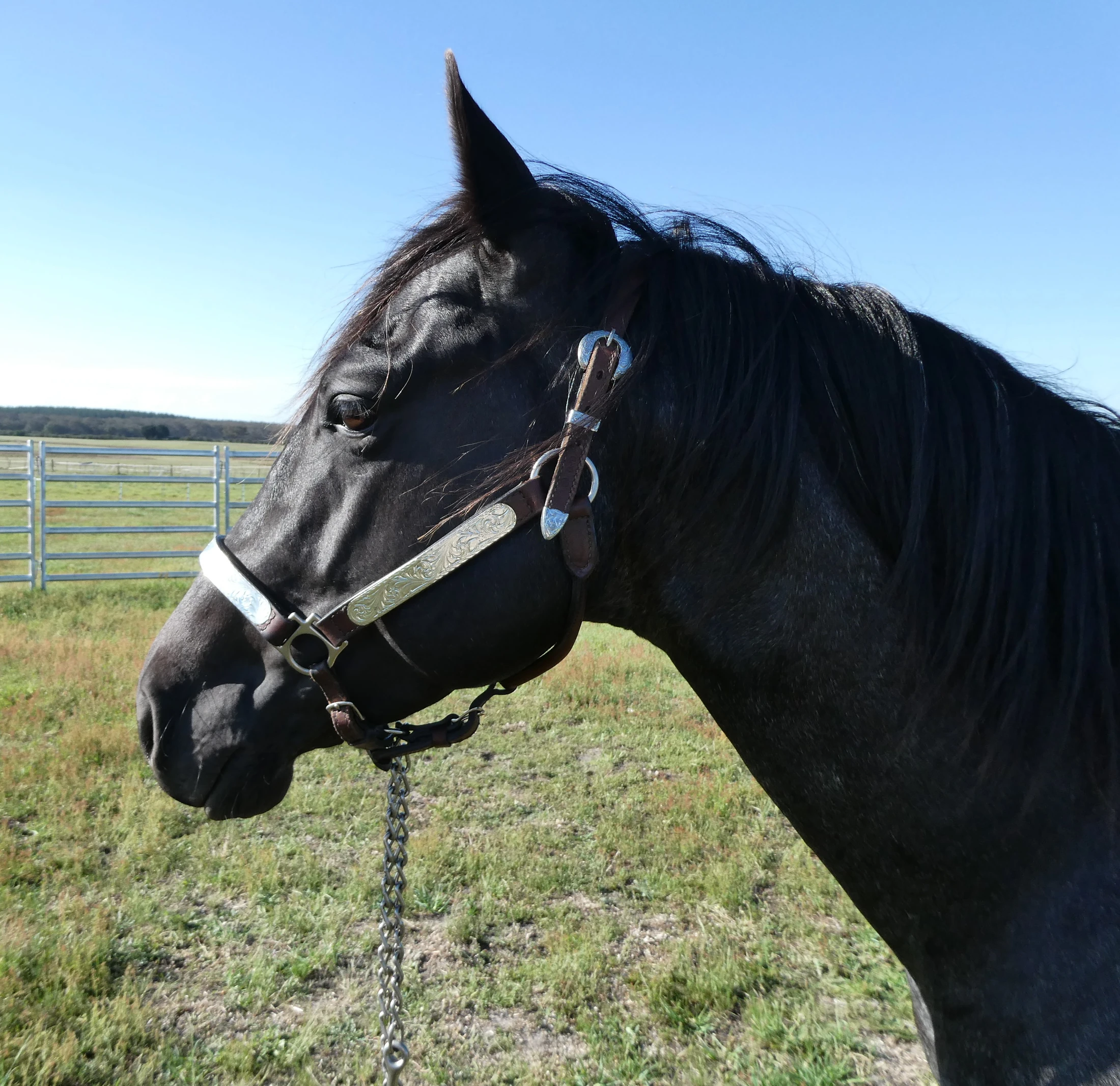 Heidi Rules Texas Holdem 16