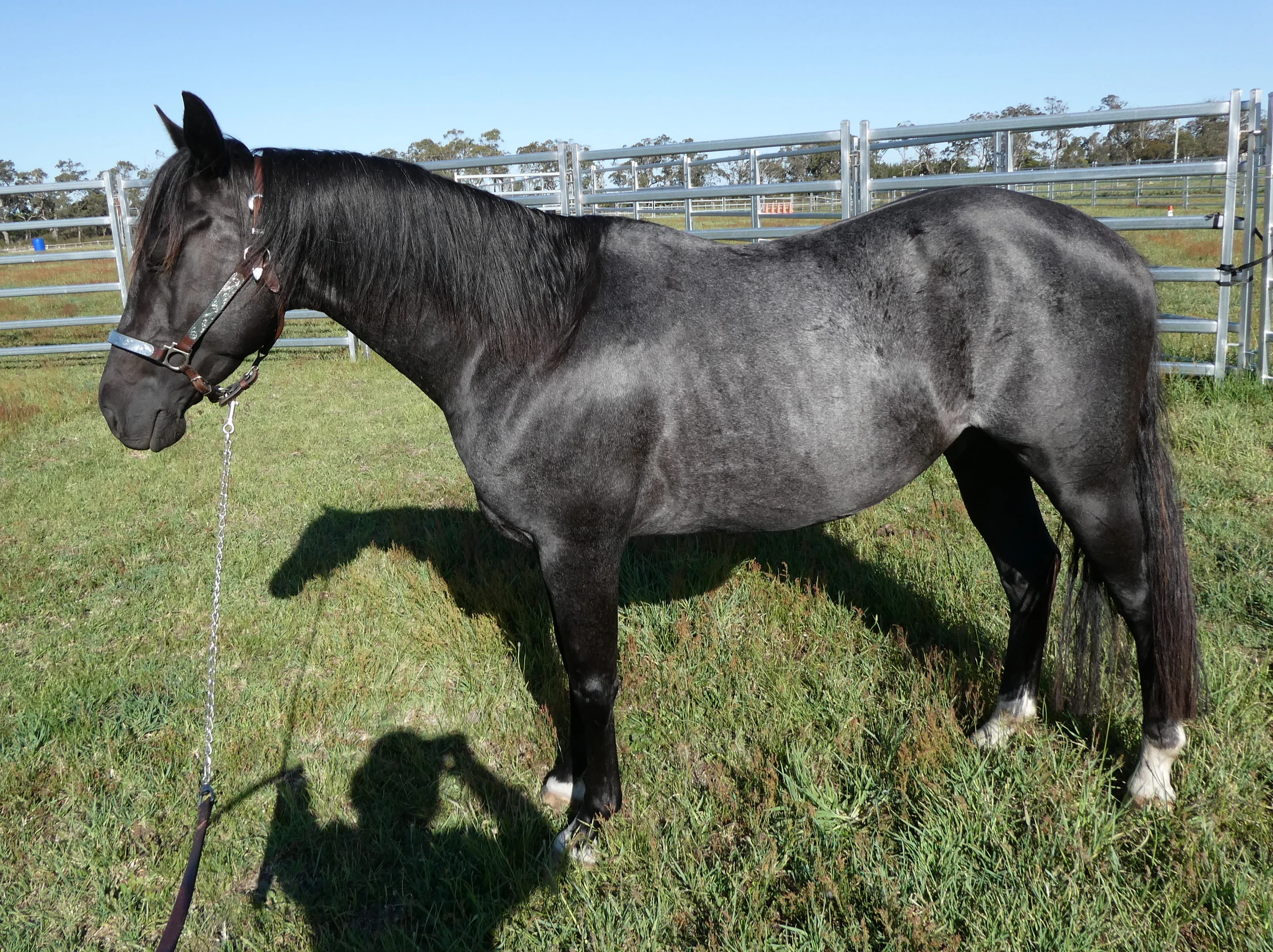 Heidi Rules Texas Holdem 17