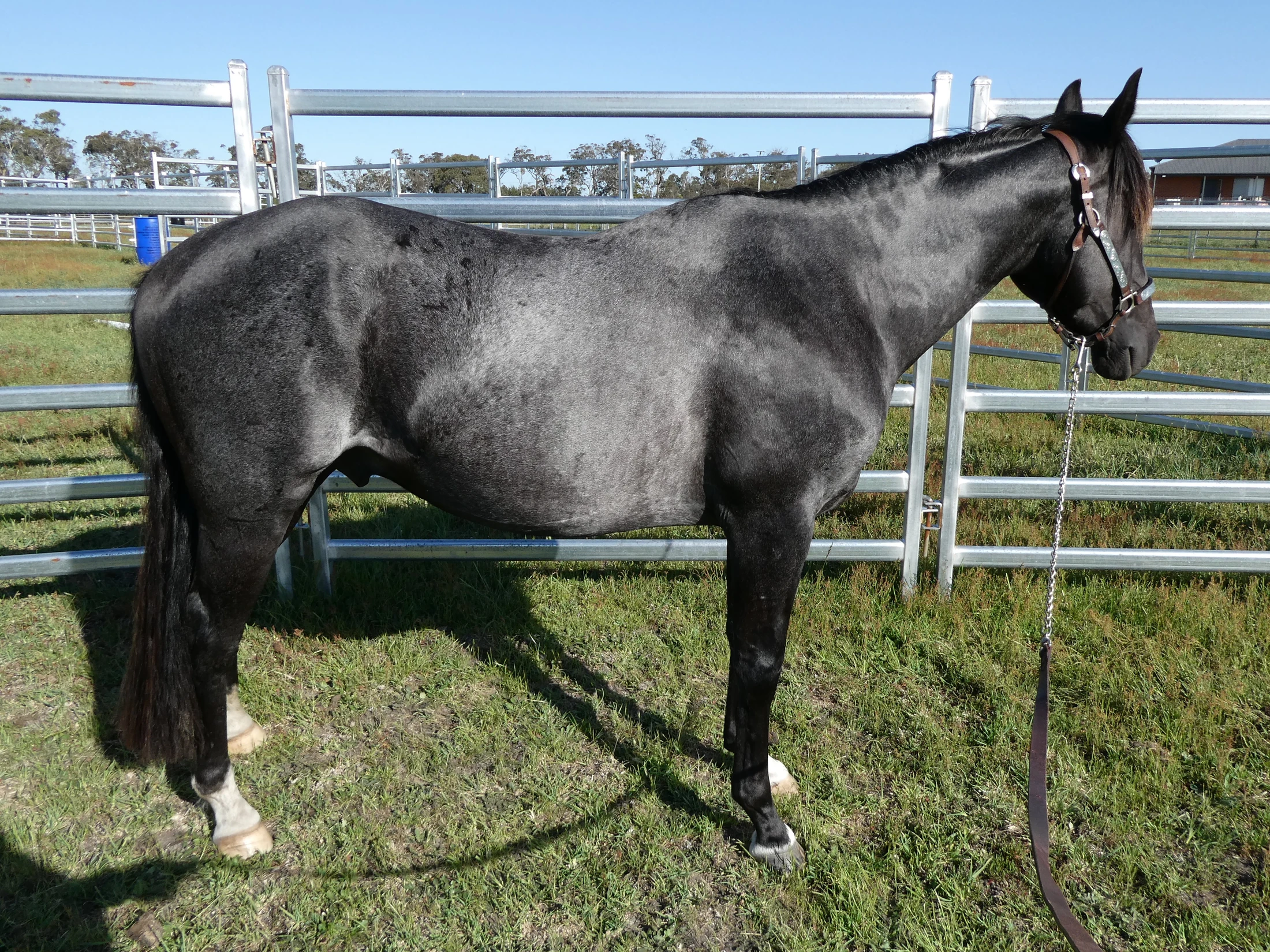 Heidi Rules Texas Holdem 18