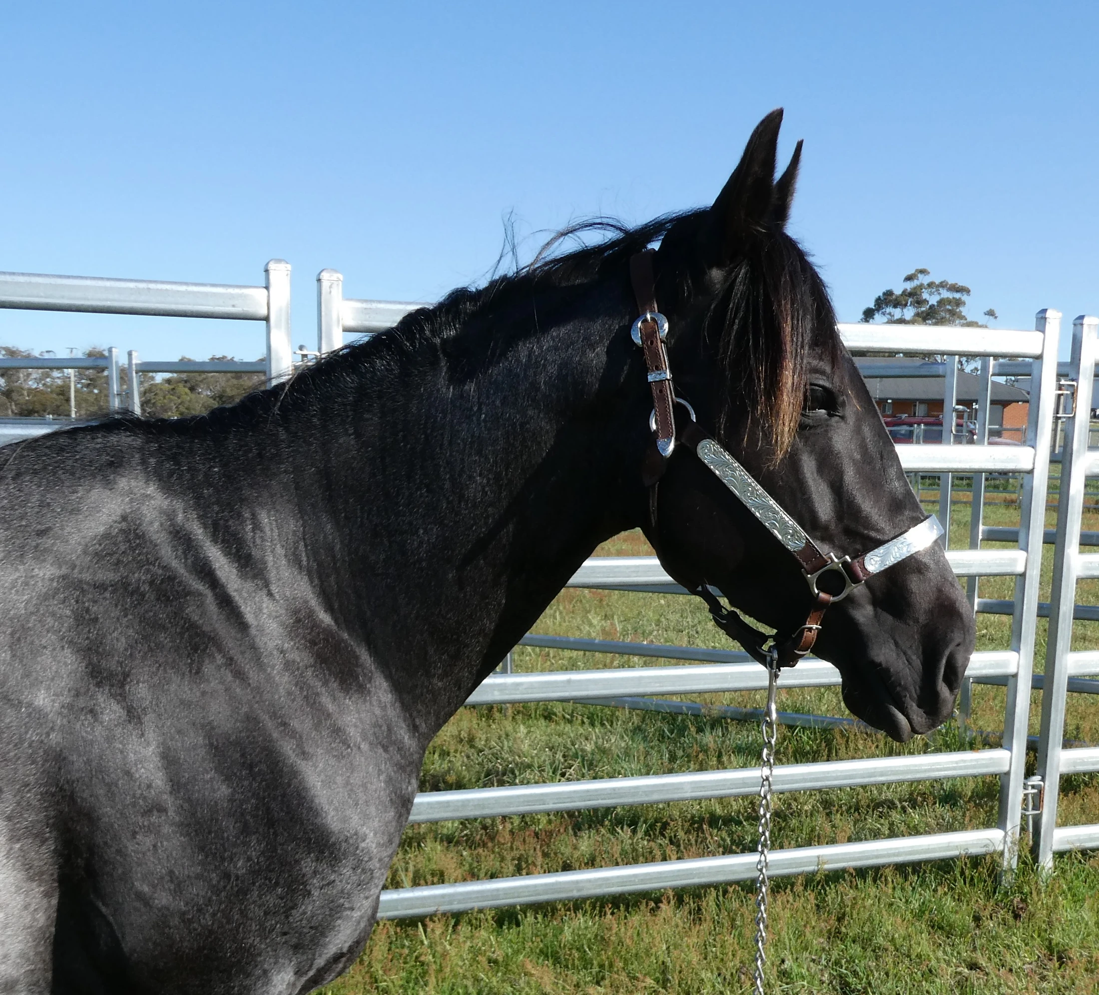 Heidi Rules Texas Holdem 19