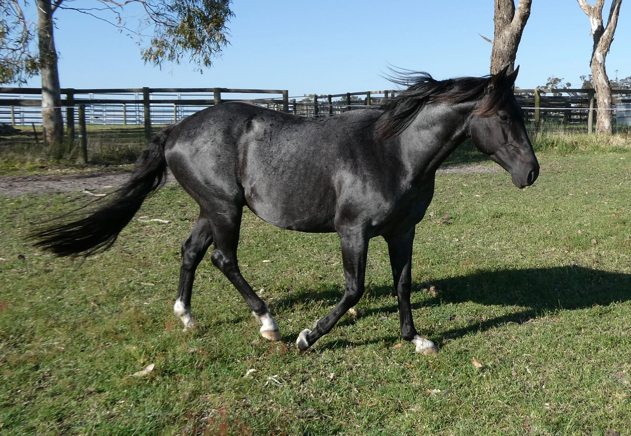 Heidi Rules Texas Holdem 20