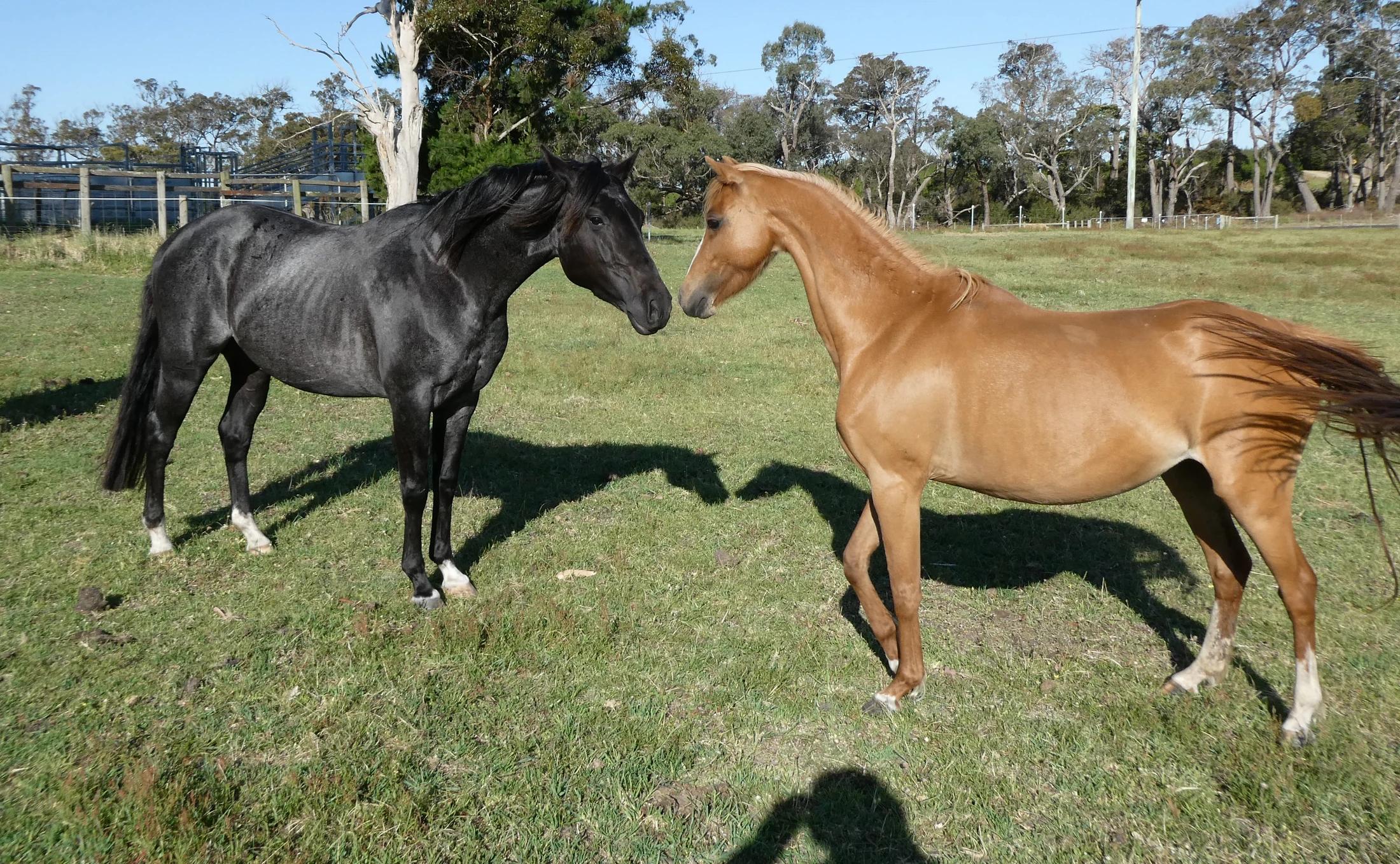 Heidi Rules Texas Holdem 21