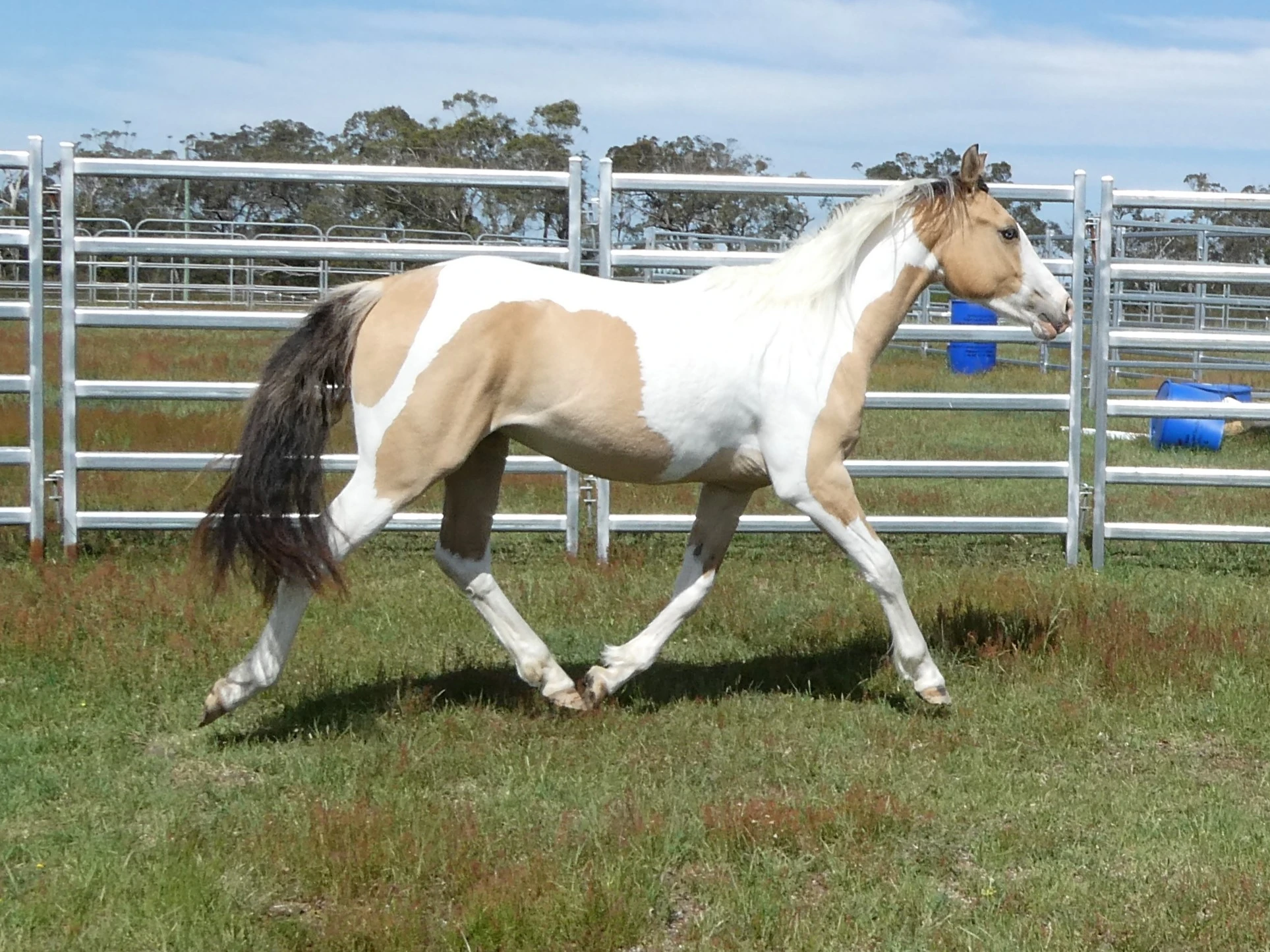 SL Aztec Power Above – Dunskin Tobero ANQPS and Pinto