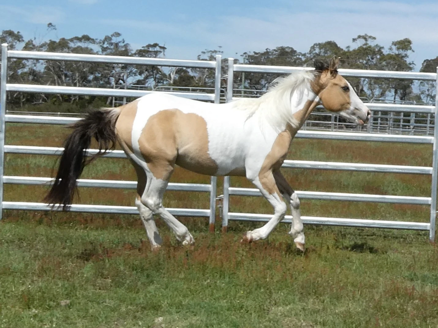 SL Aztec Power Above 1