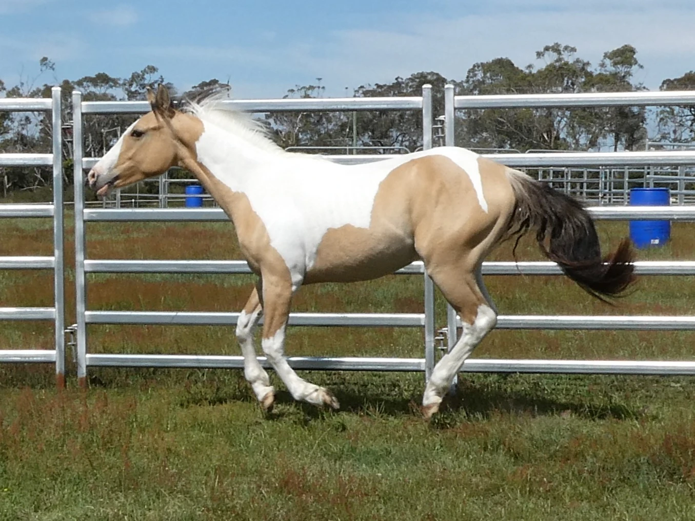 SL Aztec Power Above 4