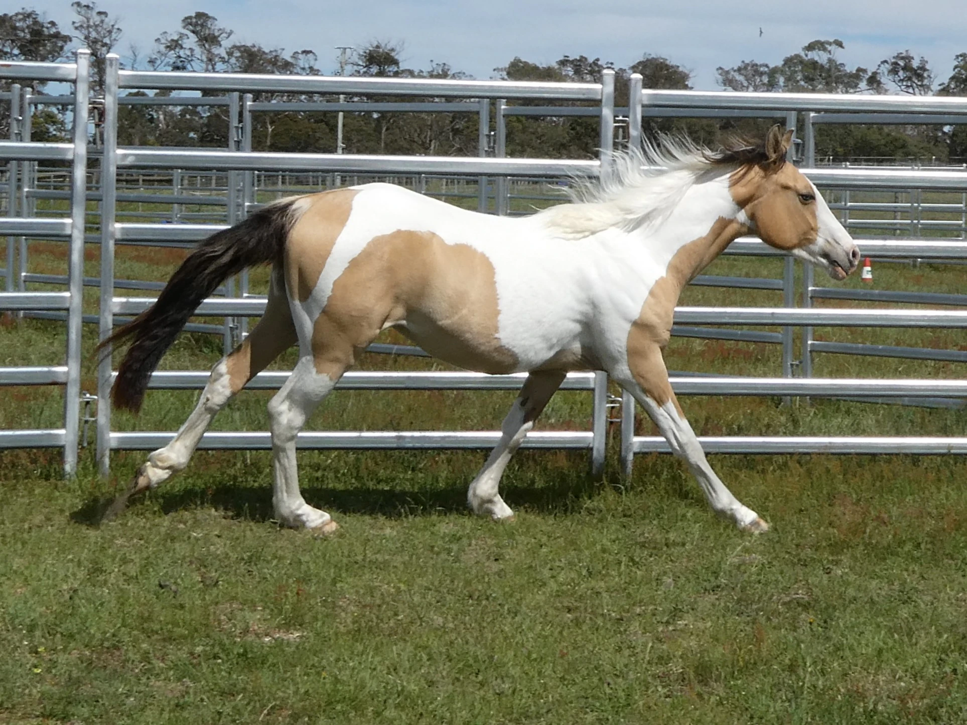 SL Aztec Power Above 5