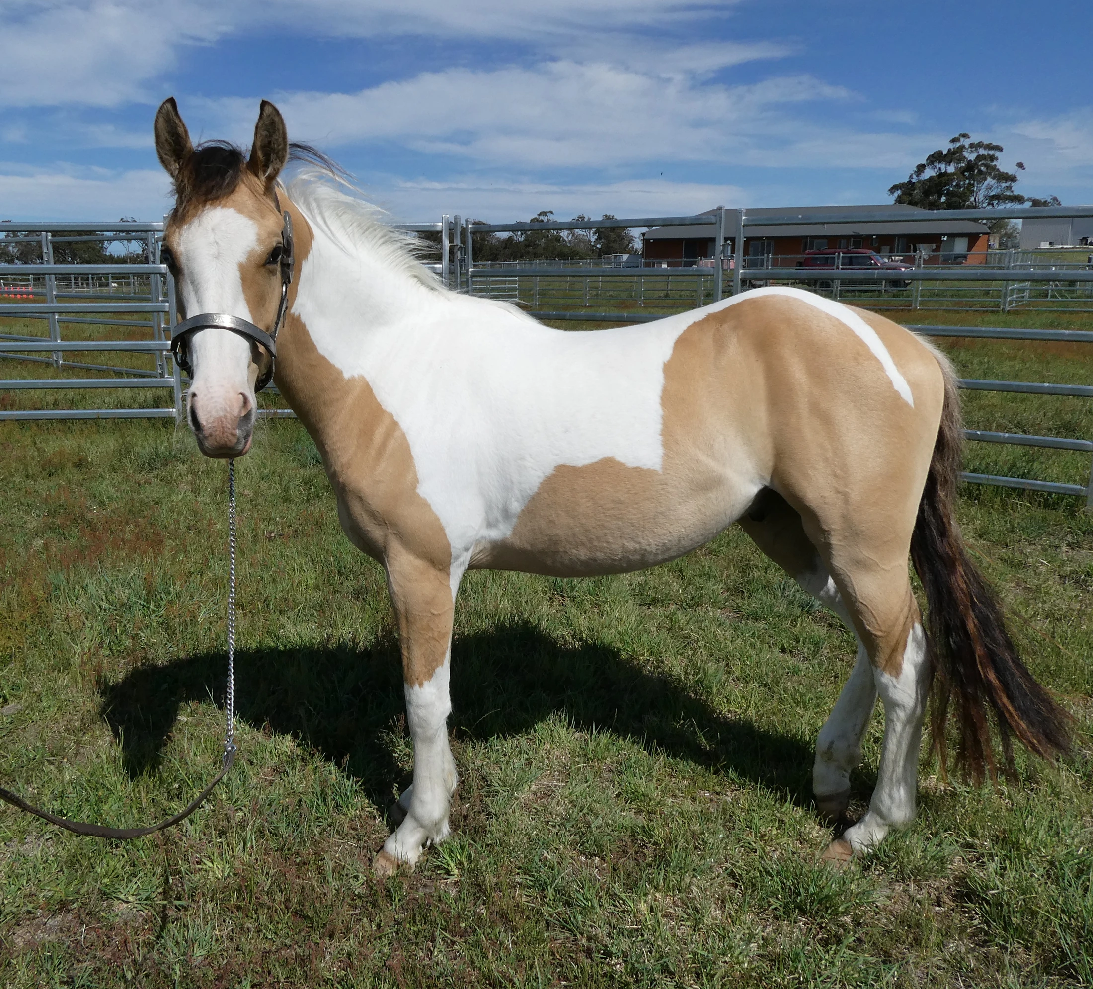 SL Aztec Power Above 6