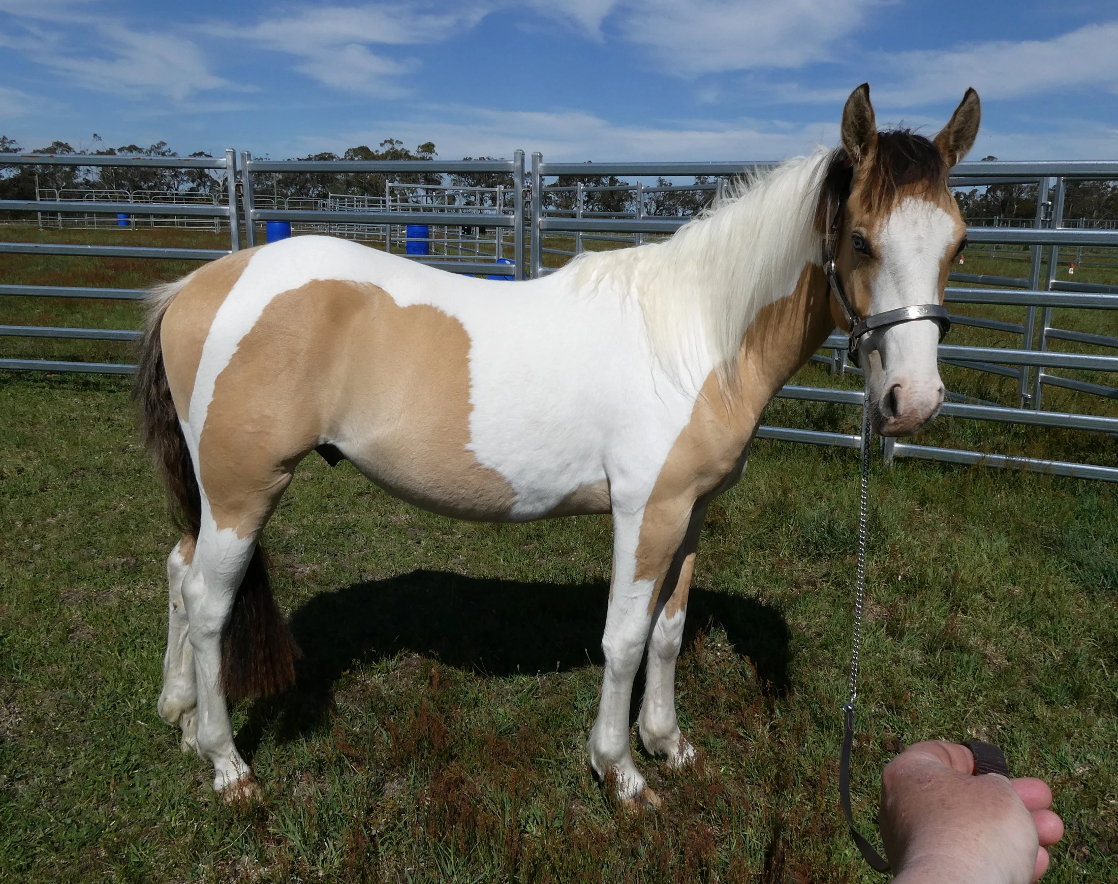 SL Aztec Power Above 7