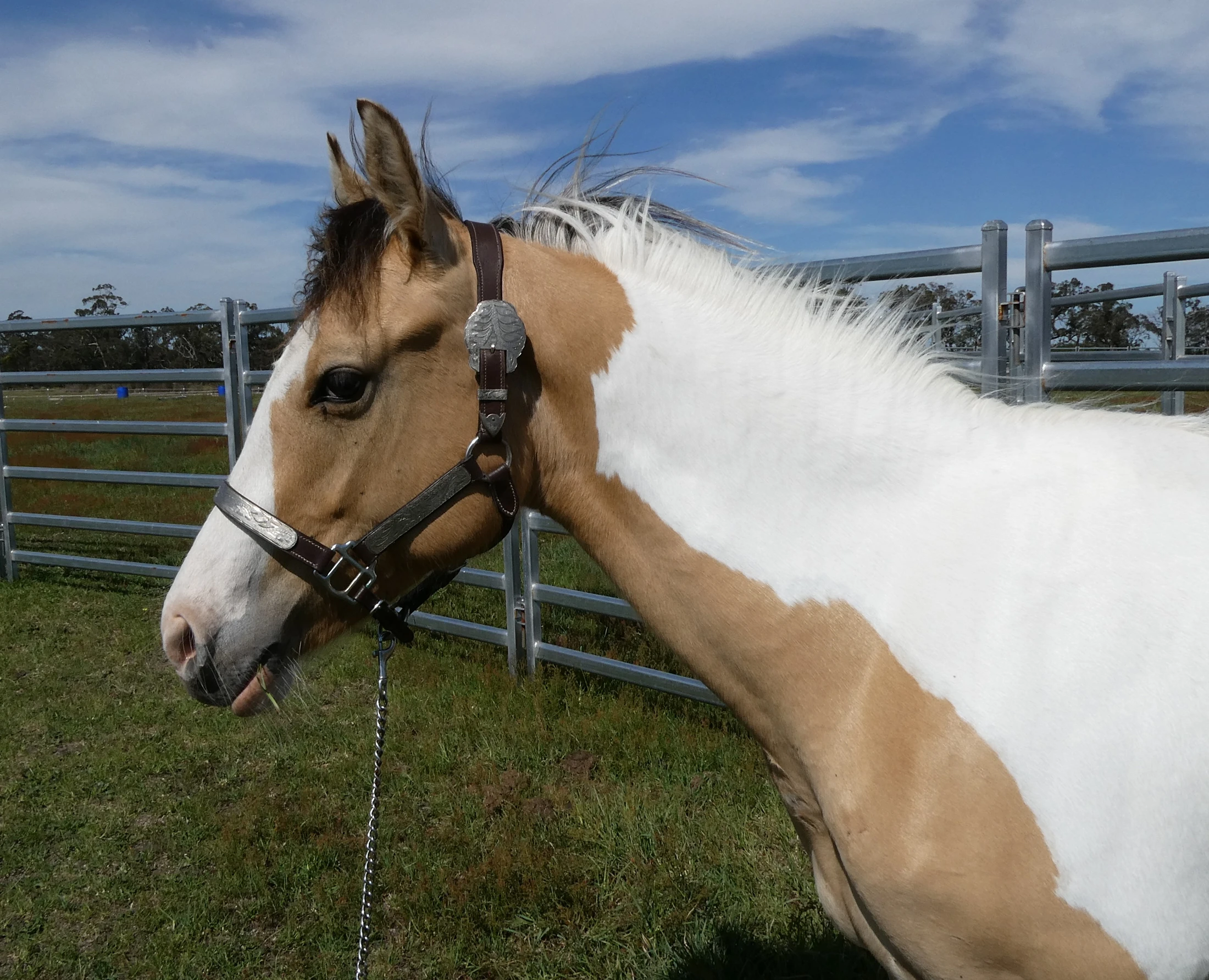 SL Aztec Power Above 8