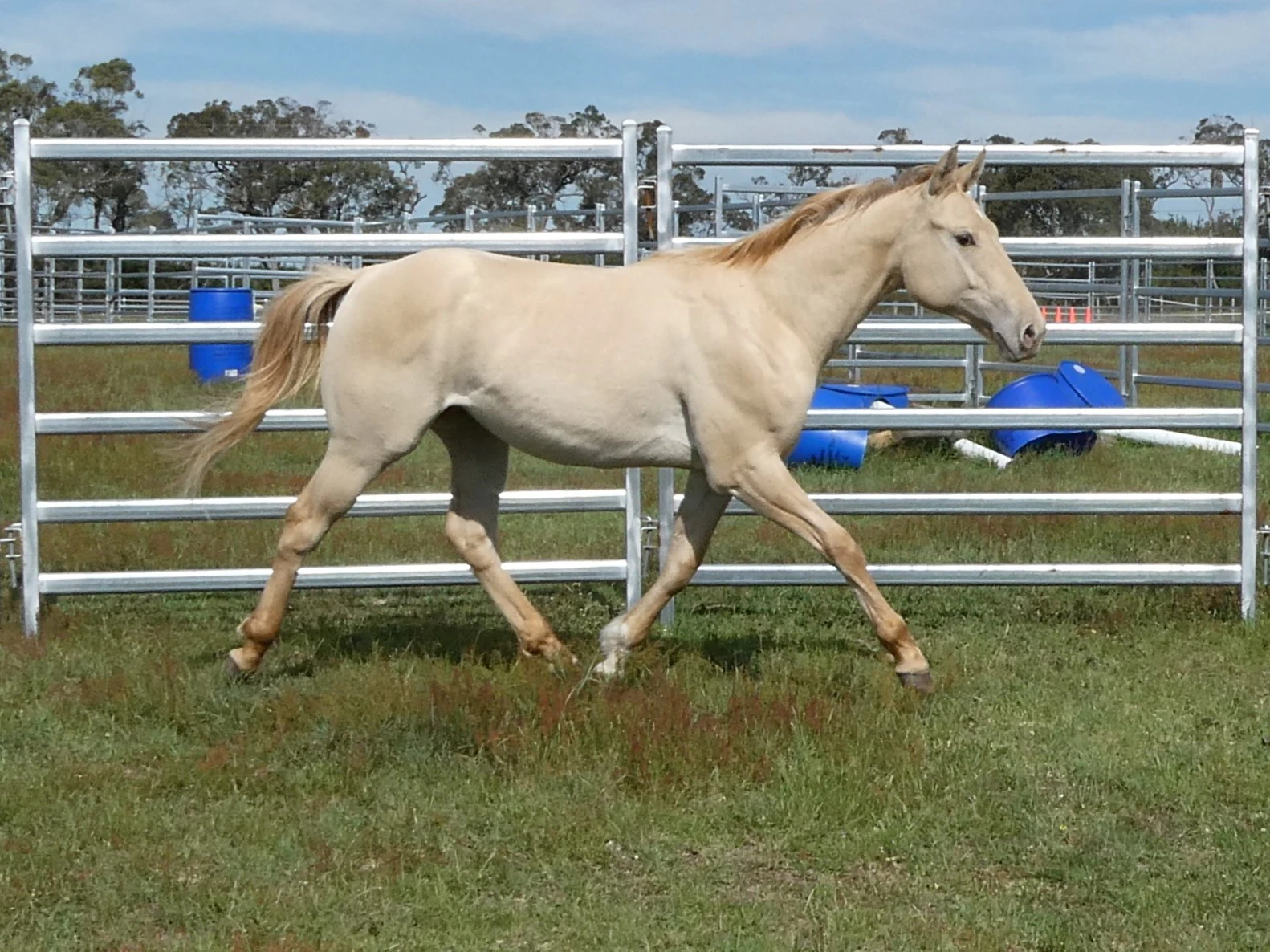 Gold Smokin Wings – Gold Champagne Dun