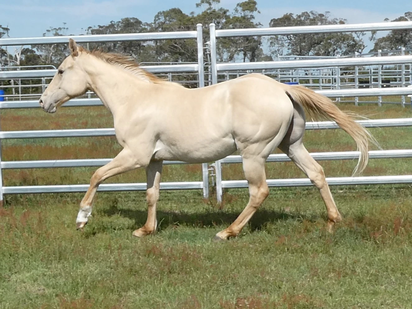 Gold Smokin Wings 10