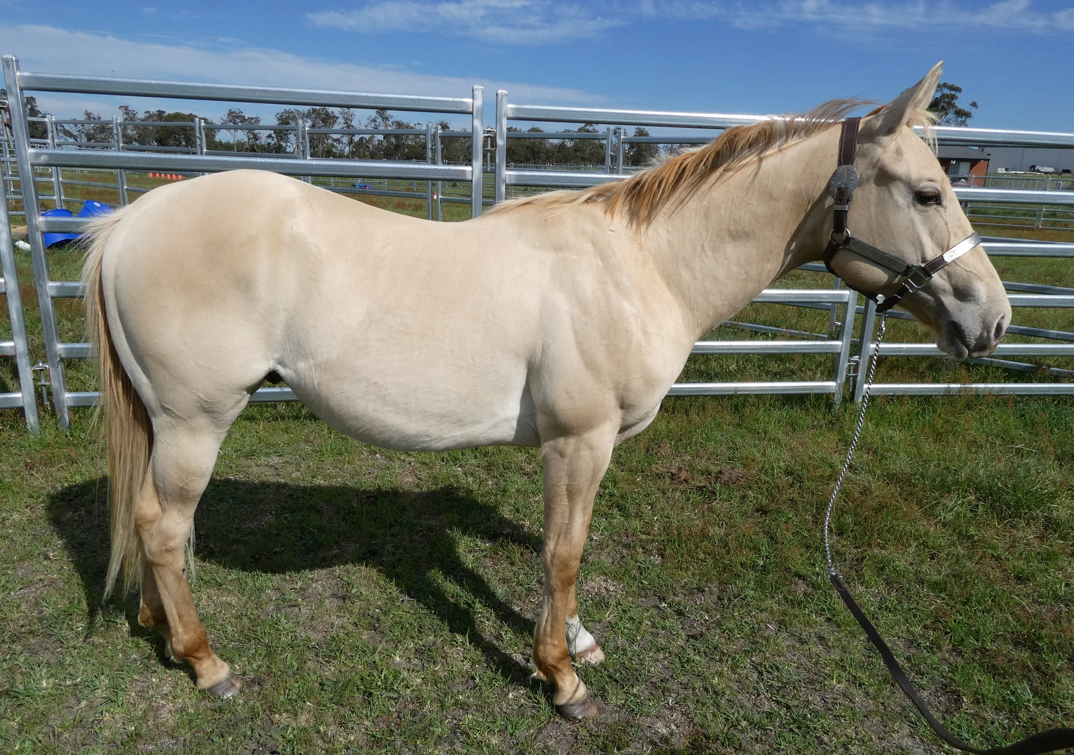 Gold Smokin Wings 11