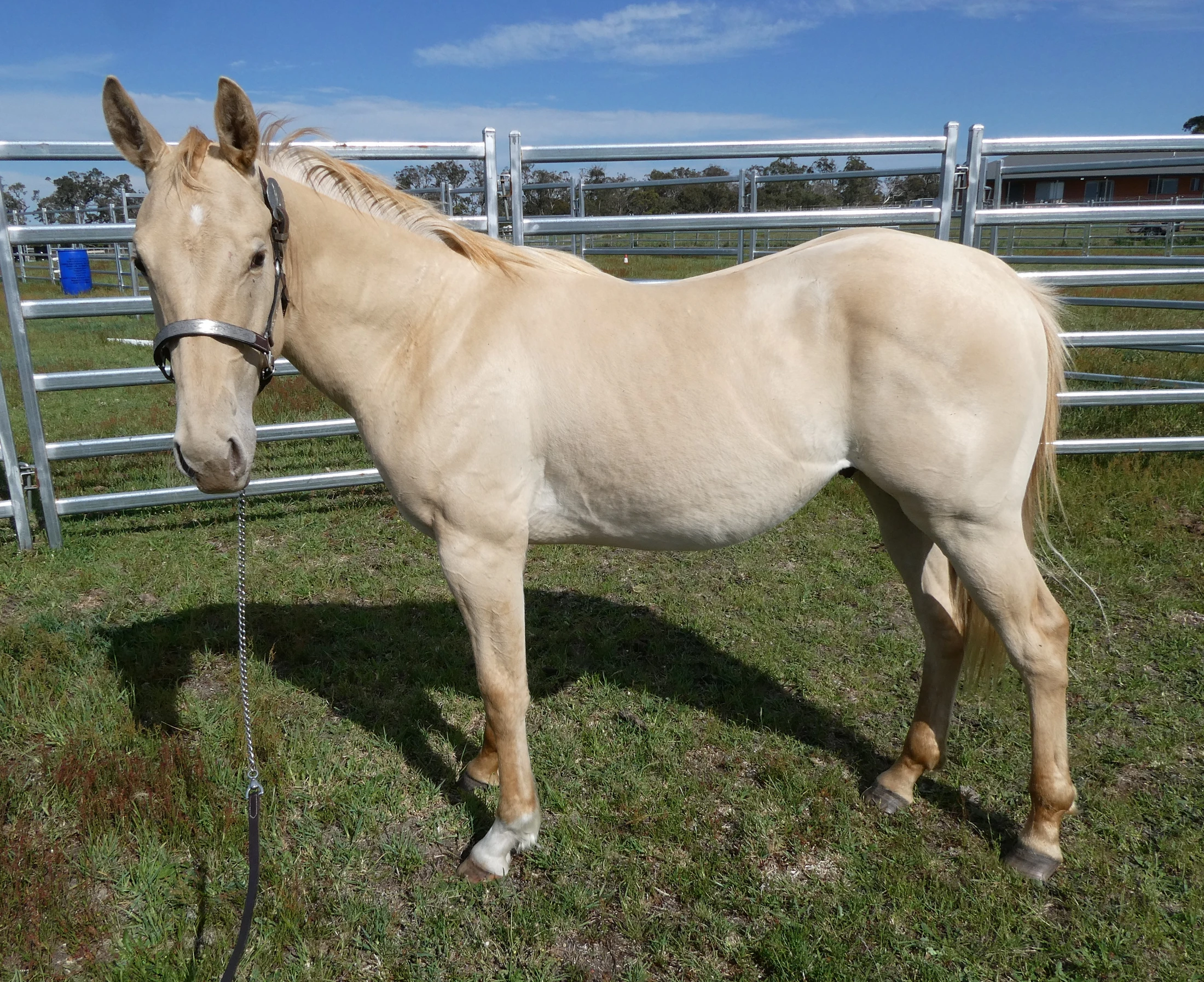 Gold Smokin Wings 13