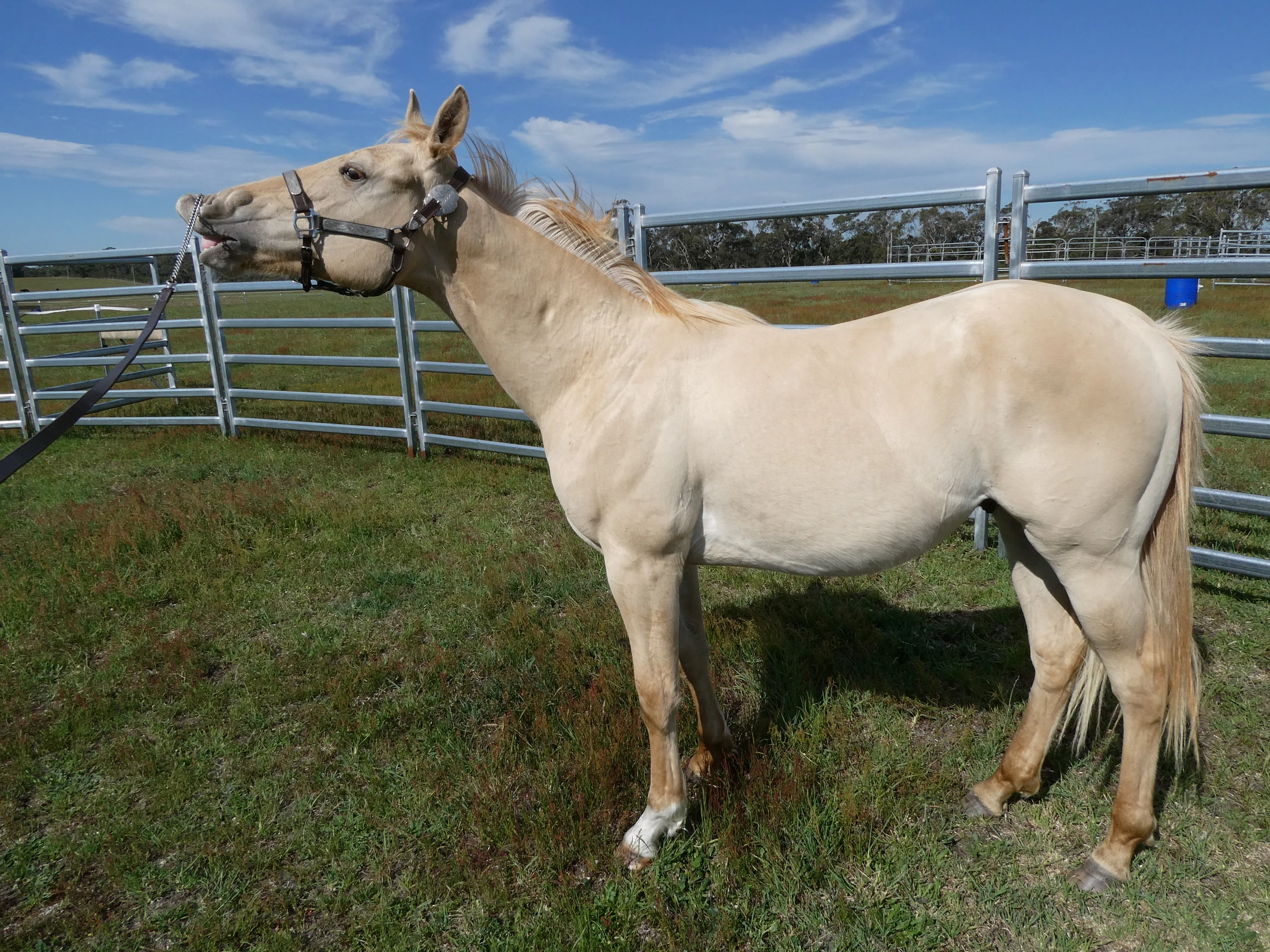 Gold Smokin Wings 14