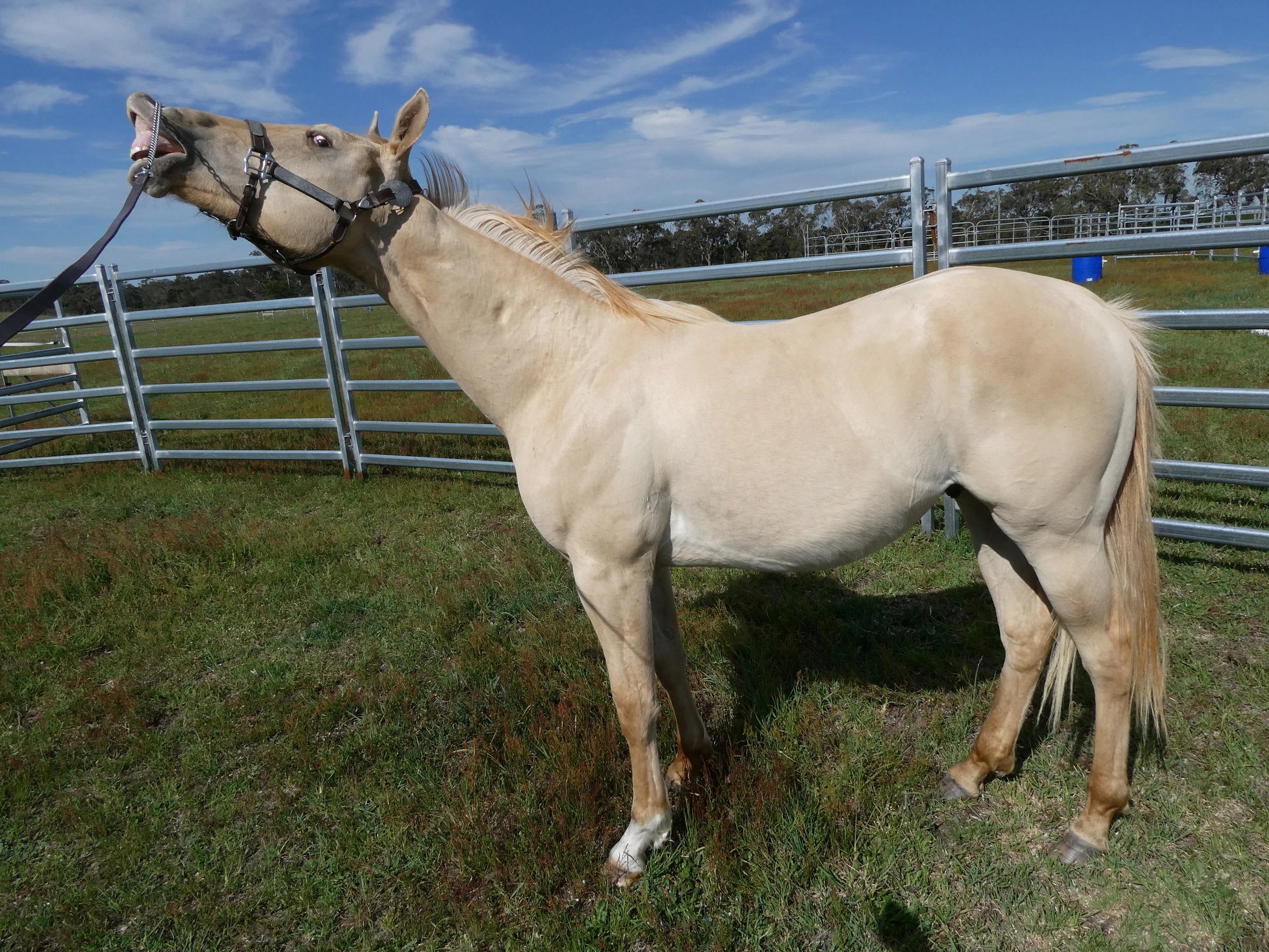 Gold Smokin Wings 15