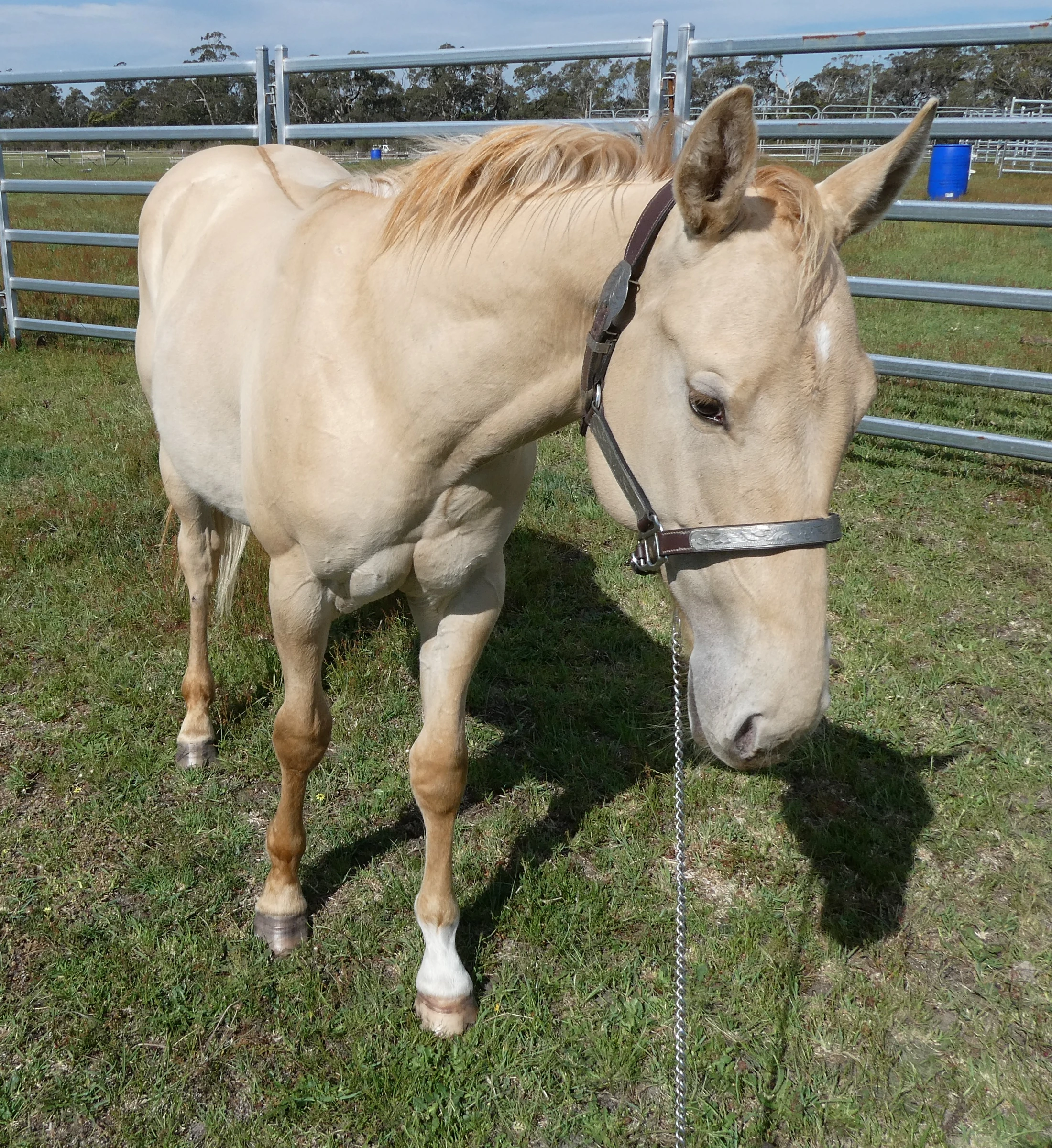 Gold Smokin Wings 16