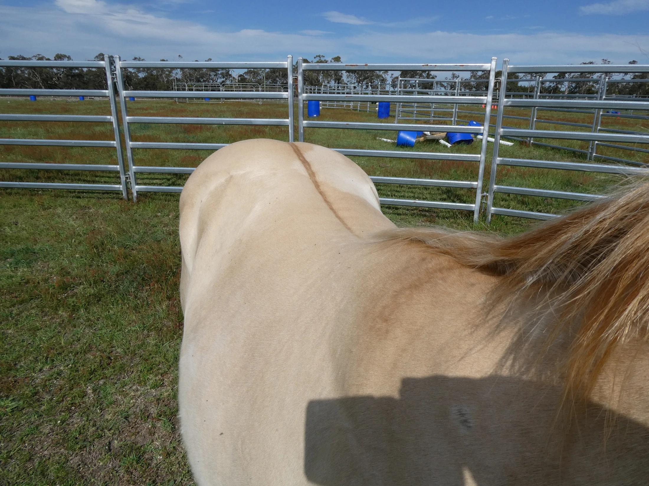 Gold Smokin Wings 17