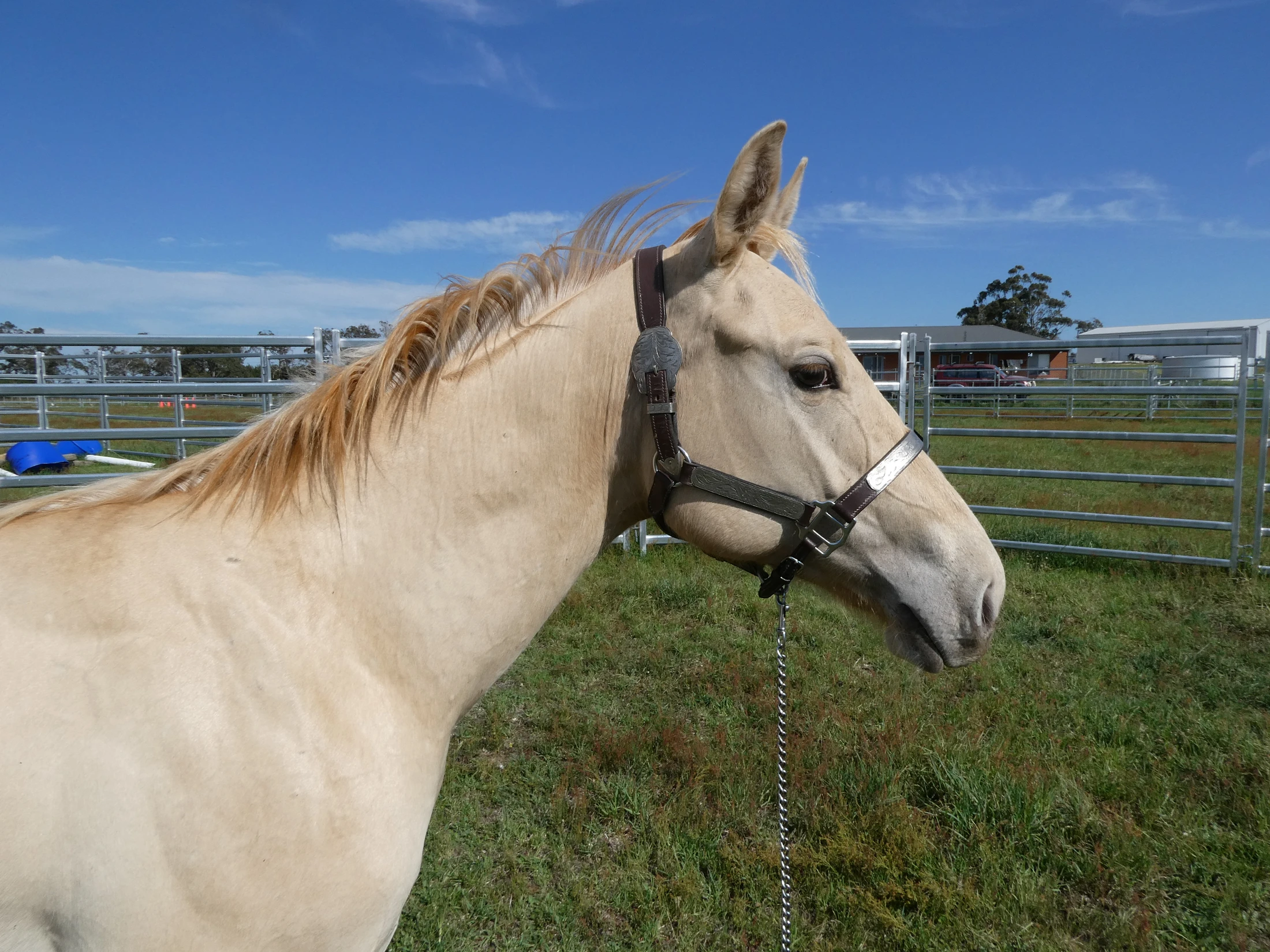 Gold Smokin Wings 18