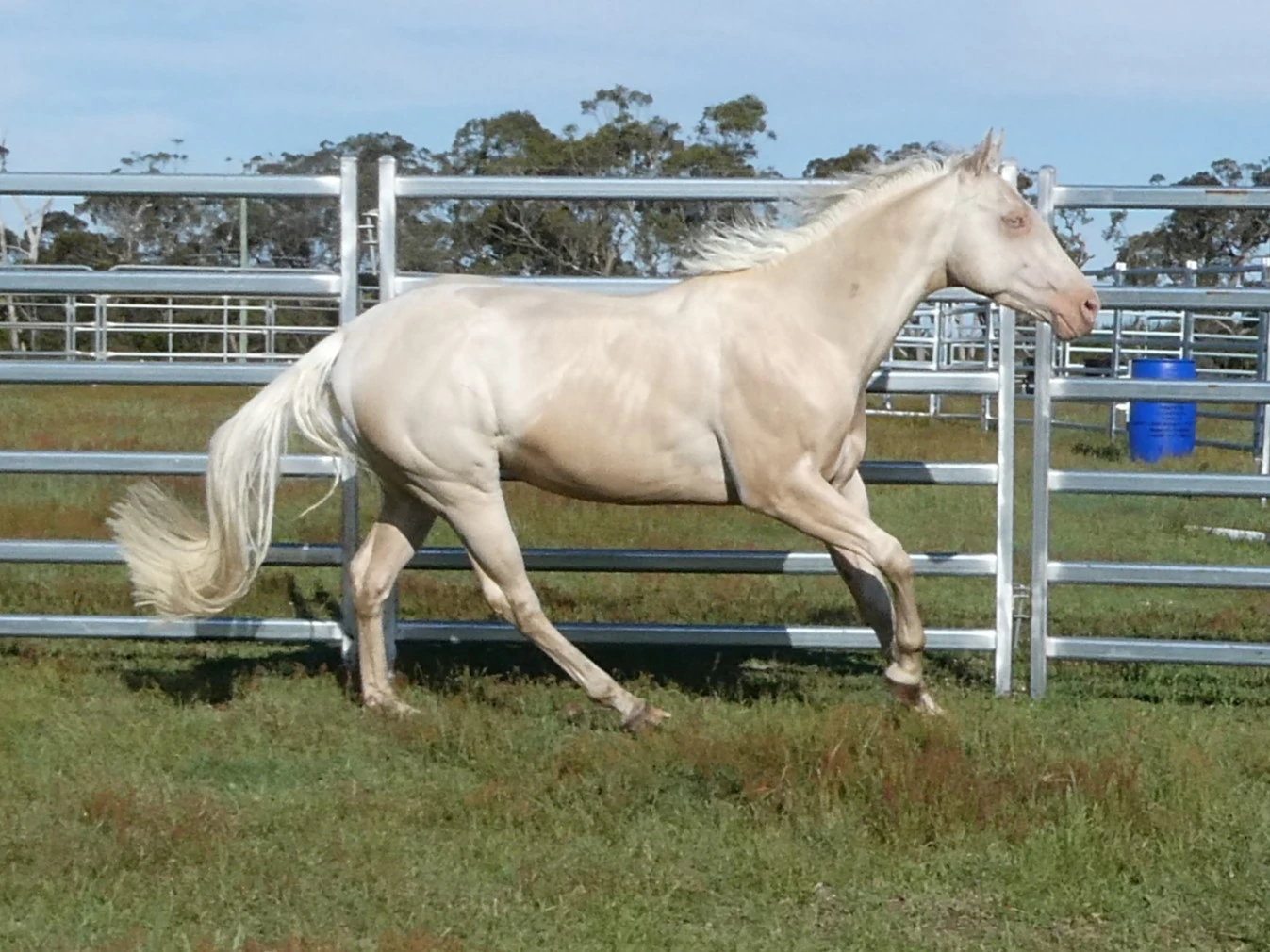 Can I Keep You – Cremello AQHA and ANQPS