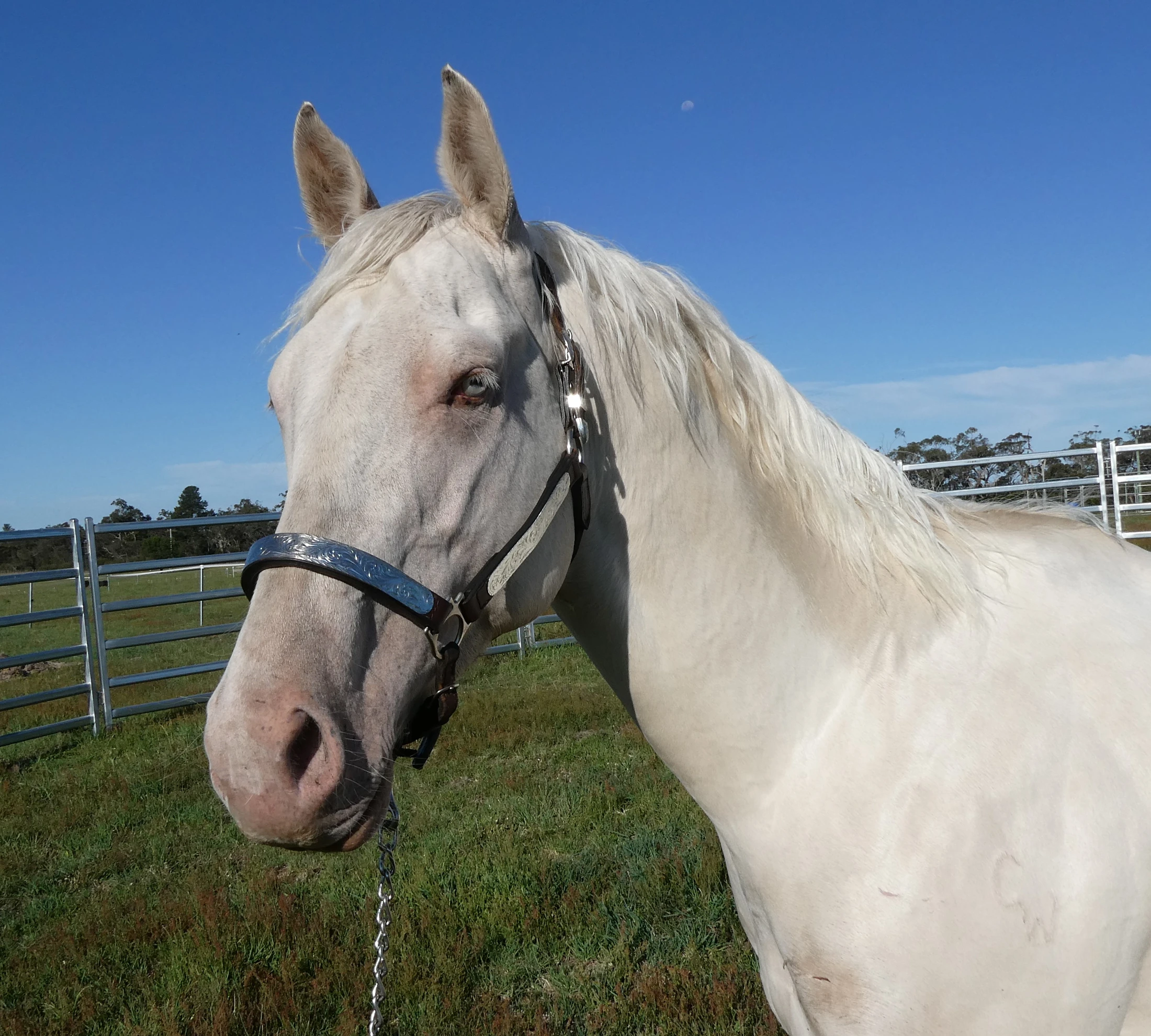 About Udderly Aussie